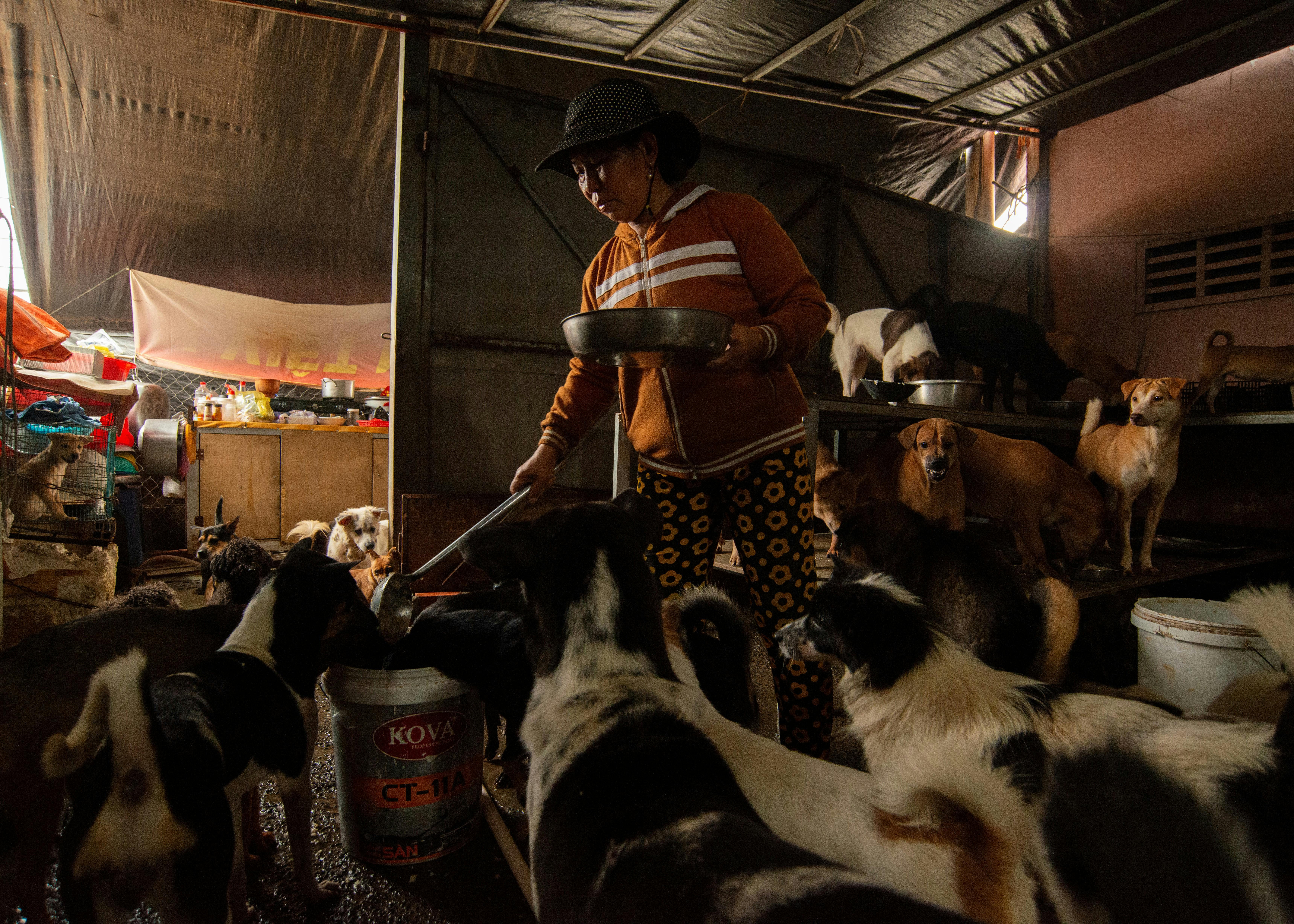 Help for rising pet care costs like food, vet bills is available in the Chicago area - CBS News — Photo by Thái Phát on Pexel