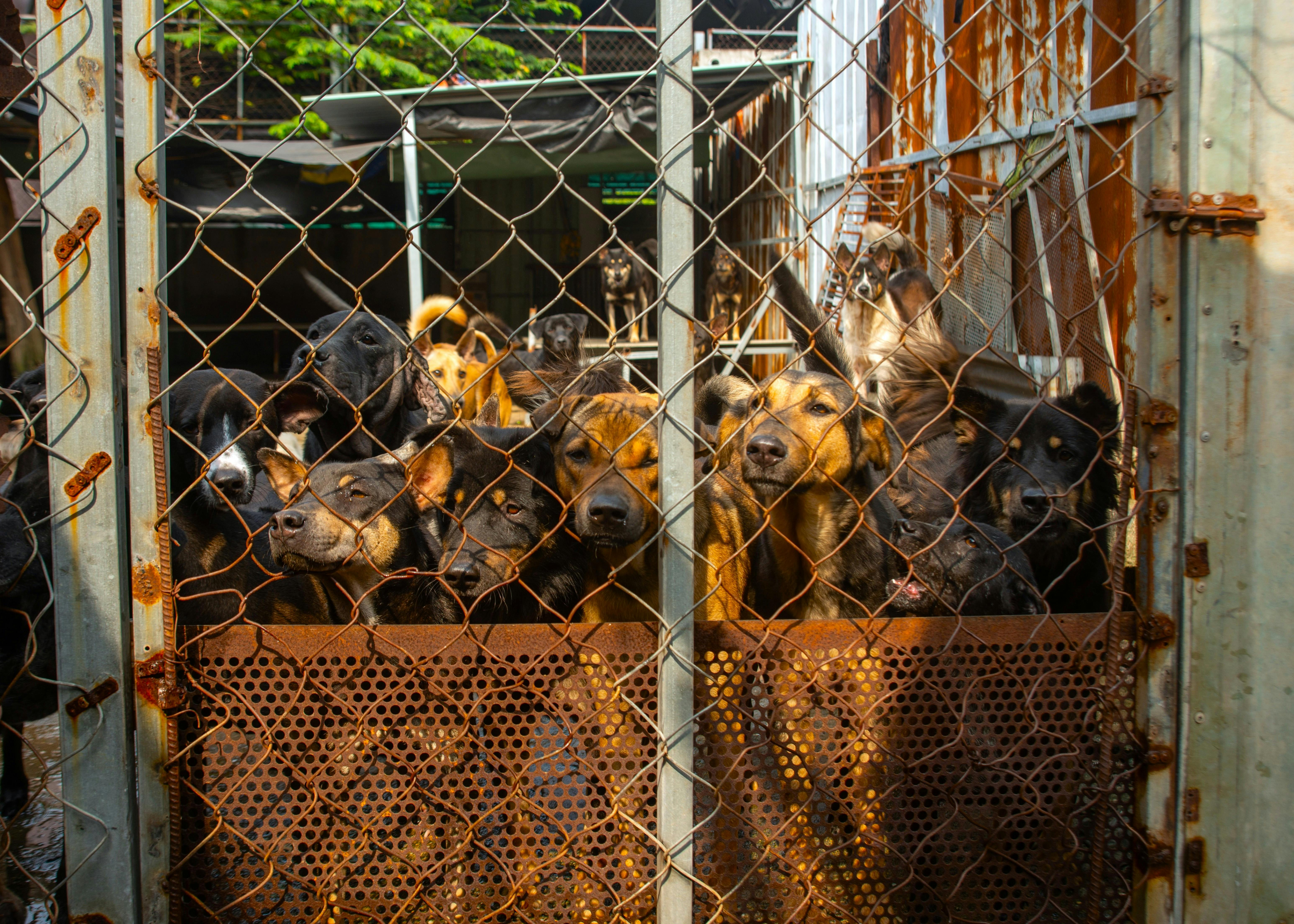 A group of dogs behind a metal fence in a shelter in Ho Chi Minh City, Vietnam.