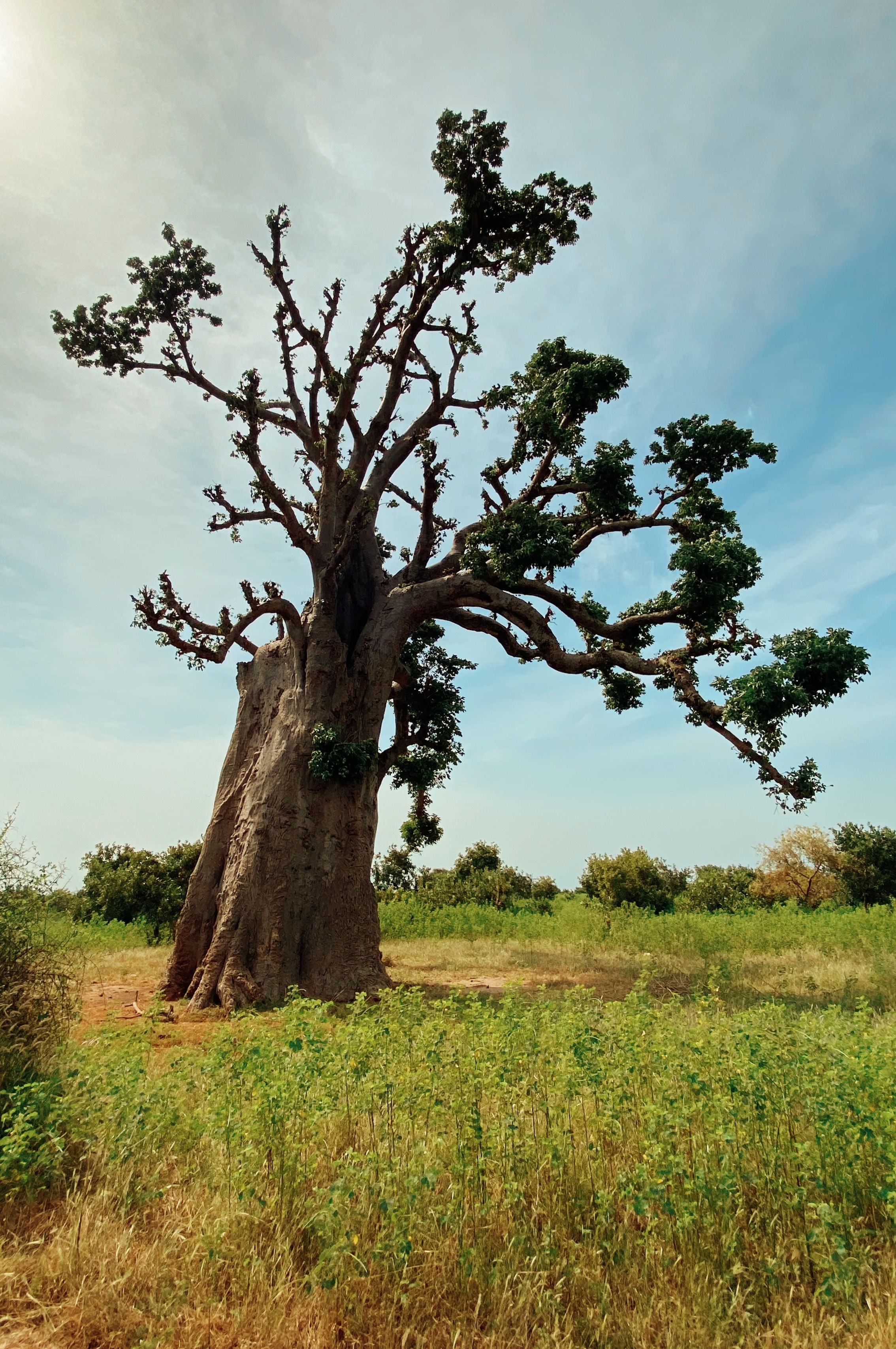 Immersion permaculture (3 jours)