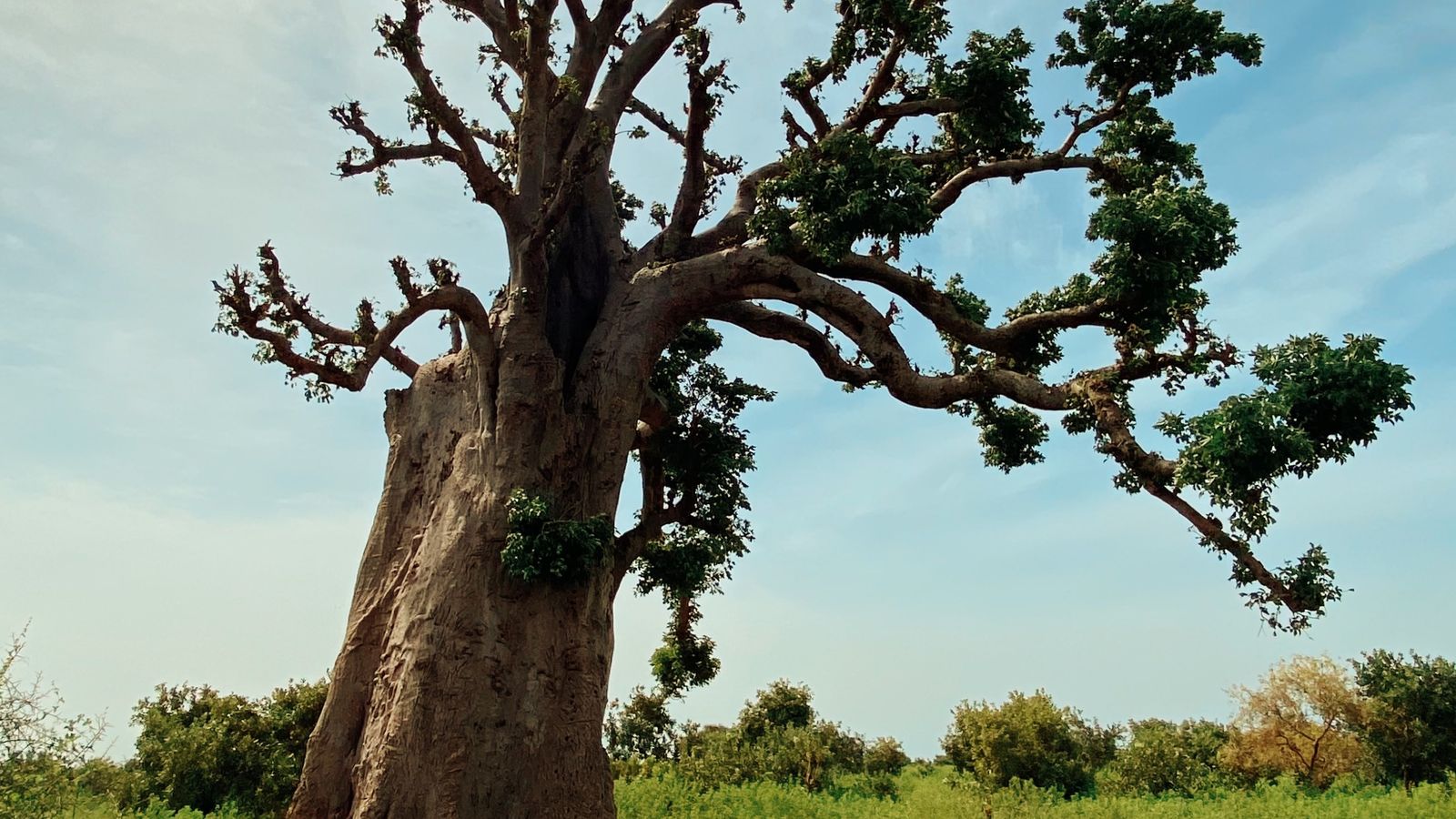 Baobá numa paisagem do Senegal.
