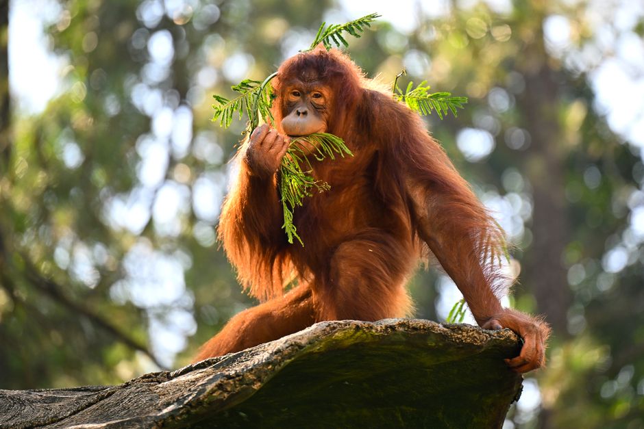 Taman Nasional Tanjung Puting