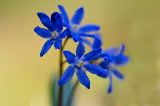Vivid blue flowers captured in a soft focus, highlighting their delicate beauty against a blurred background.