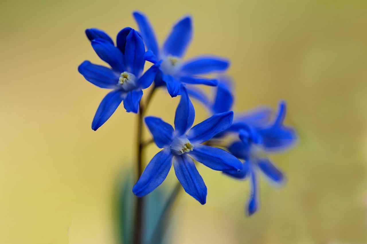 vivid blue flowers captured in a soft focus highlighting their delicat