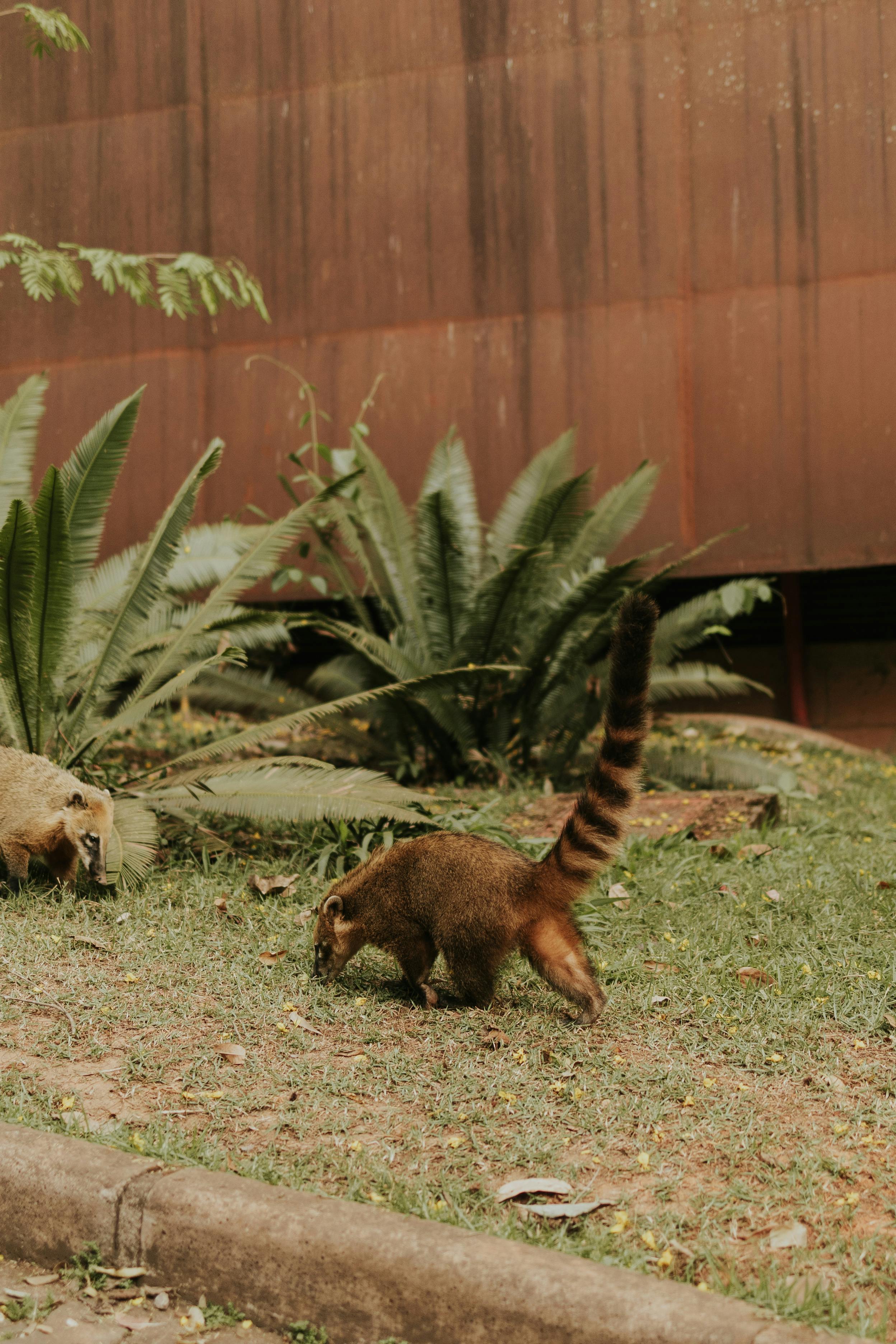 ingyenes Egy ormányosmedve felfedez egy városi kertet, megmutatva természetes kíváncsiságát és alkalmazkodóképességét. Stockfotó