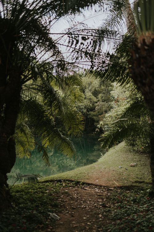 Free A peaceful tropical scene with lush greenery framing a path to a pond. Stock Photo