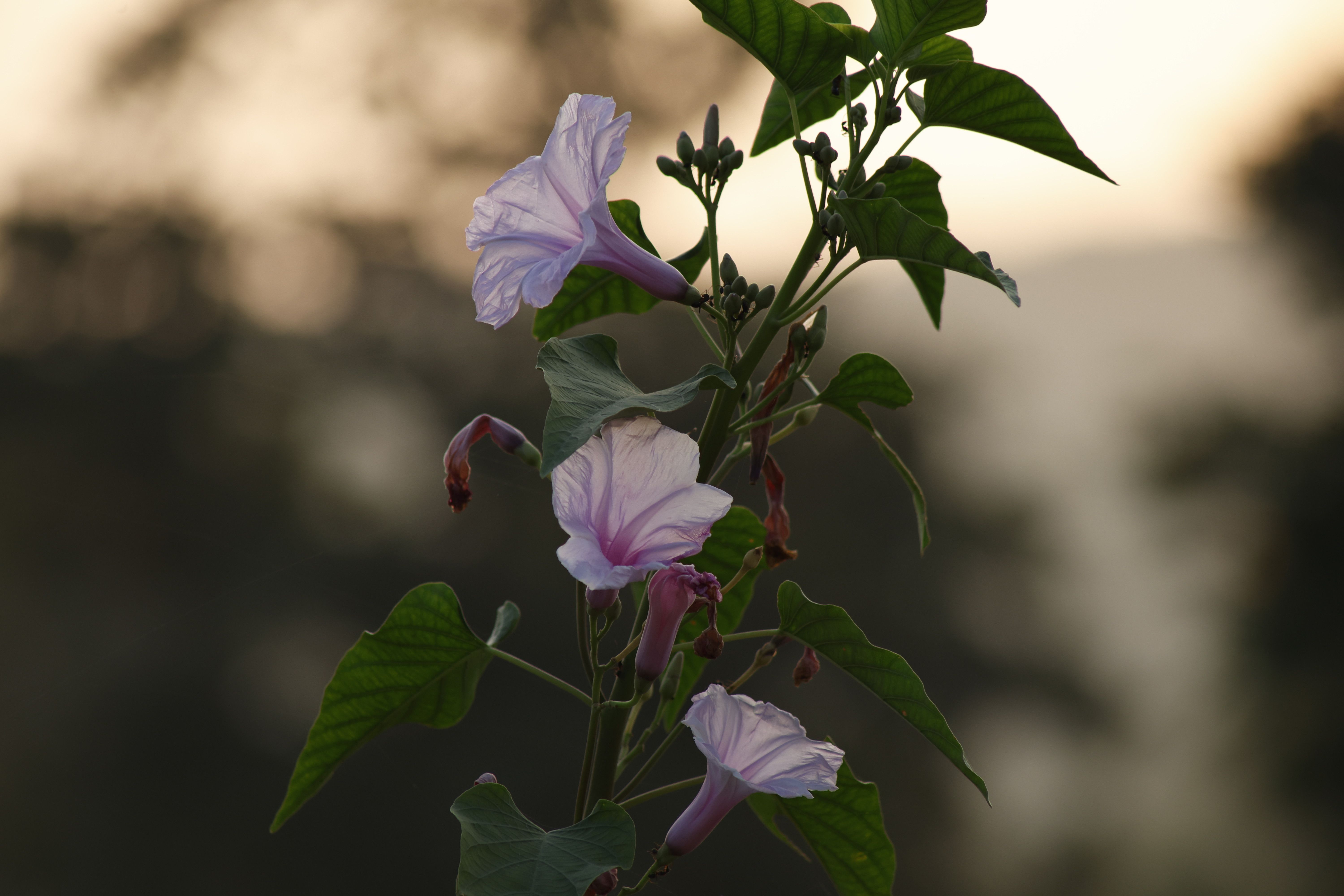 Vibrant purple flowers bloom against a sunset backdrop in Chhatarpur, India, creating a serene and natural scene.