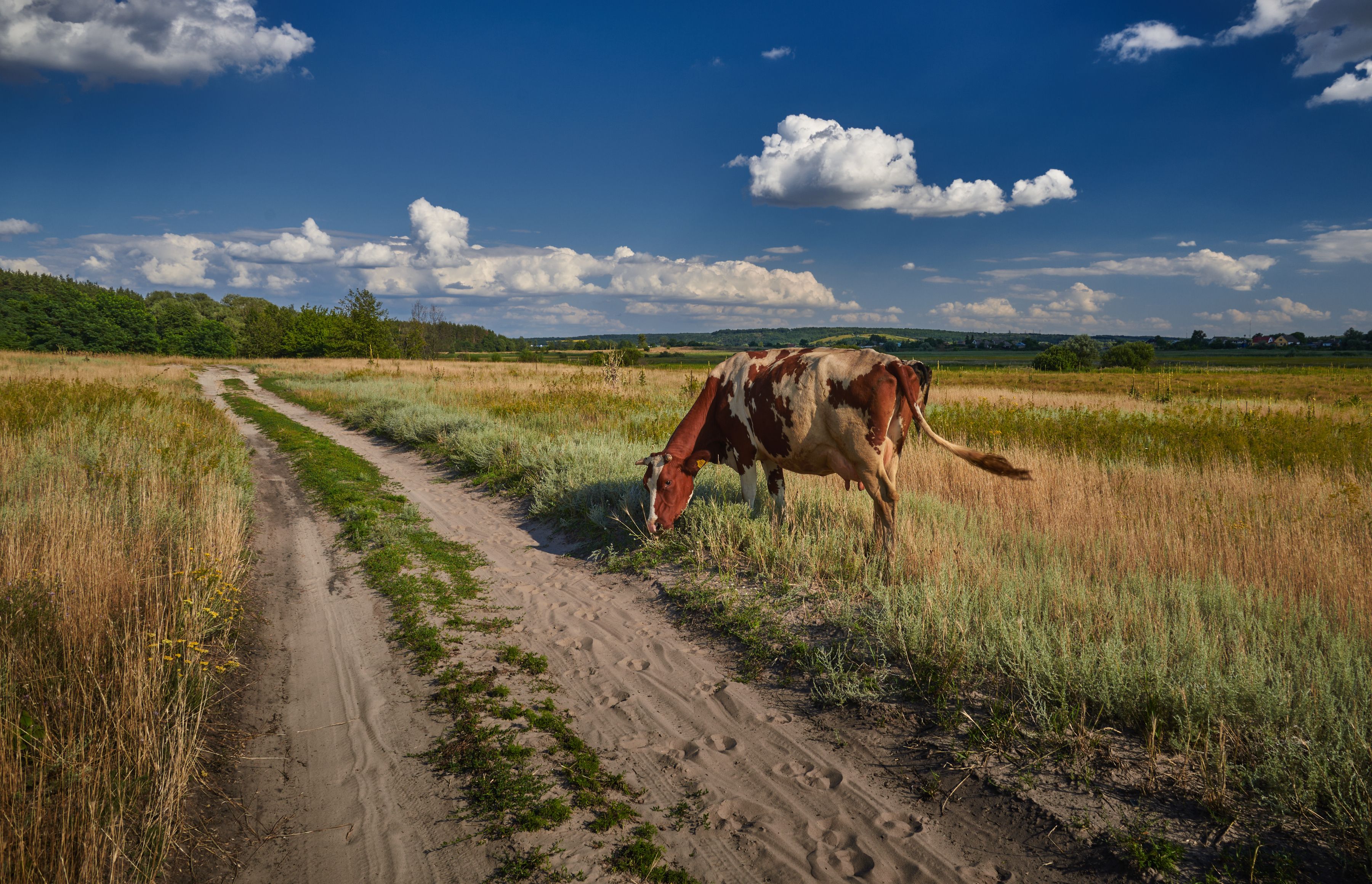 What Is the Best Way to Understand and Use Cattle Terminology?