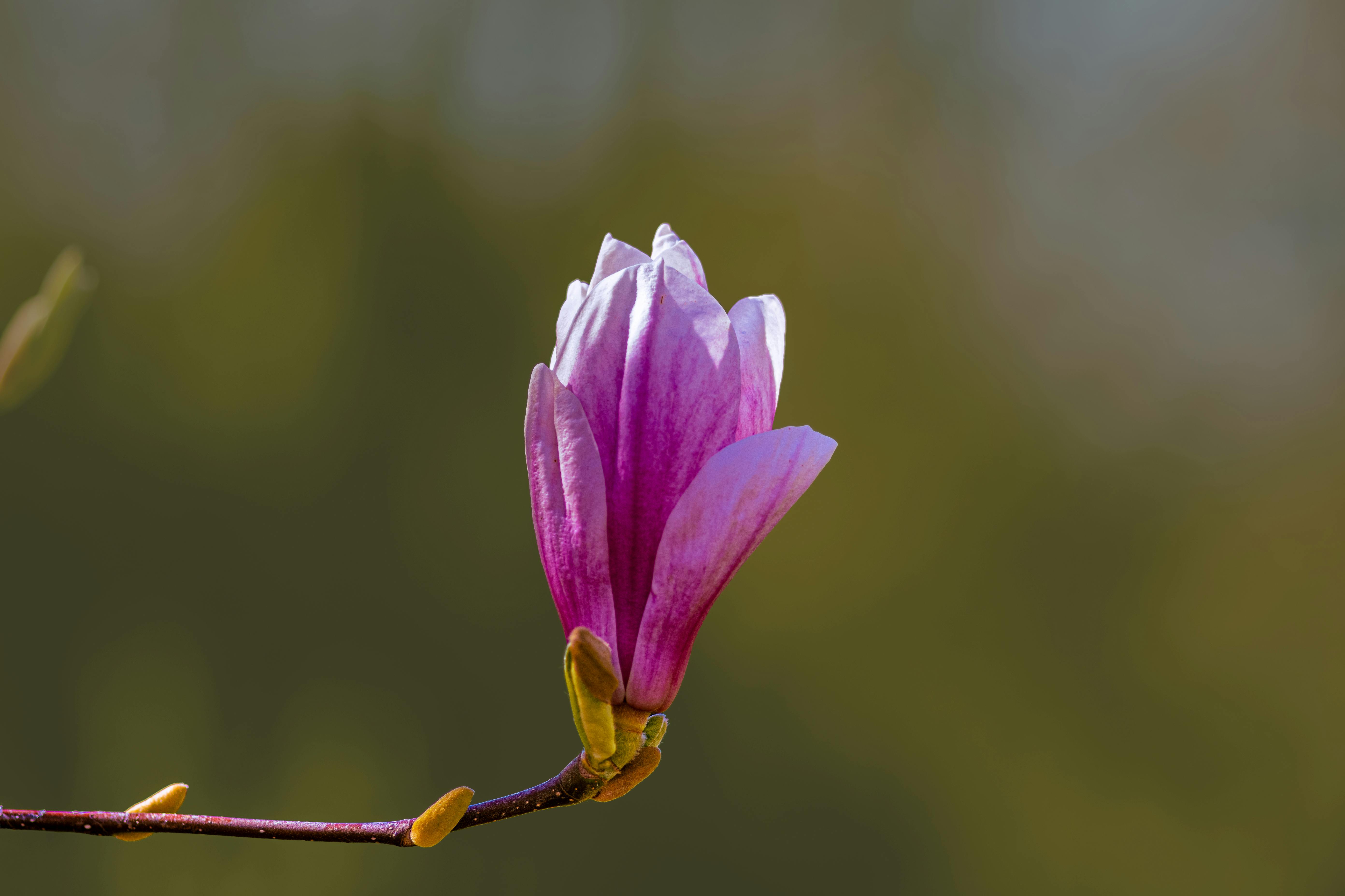 Magnolia’s AAA Hobbies To Close 2026 (Second Half). Iconic Hobby- Craft Emporium — Photo by Siegfried Poepperl on Pexels
