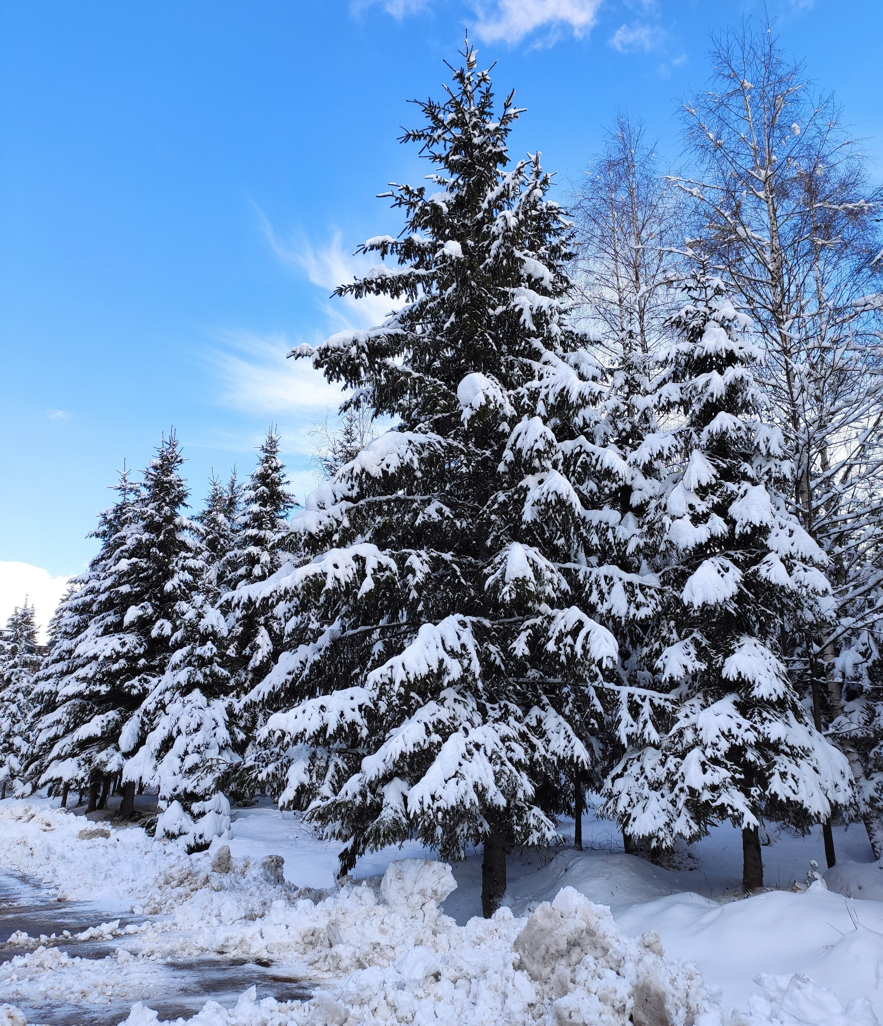 Snow-Covered Pine Trees in Winter Forest · Free Stock Photo