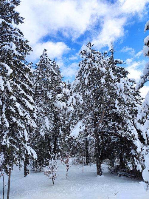 Free Peaceful snowy forest scene with pine trees under a blue sky. Stock Photo