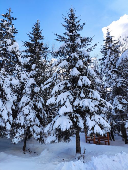 Free Capture of snow-laden pine trees in a serene winter forest setting. Stock Photo