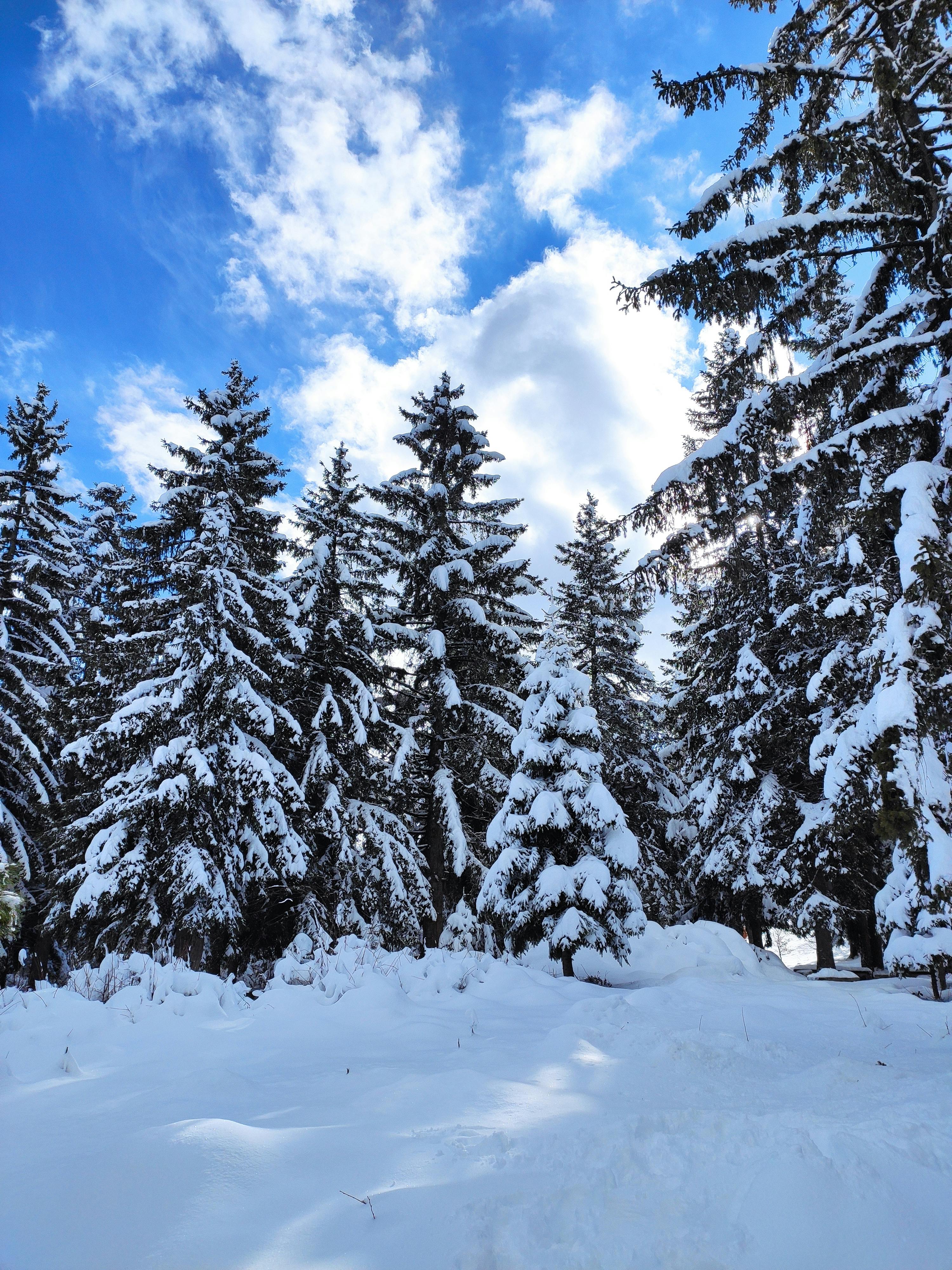 Безкоштовне Зафіксуйте спокій засніженого лісу з високими соснами під яскравим блакитним небом. стокове фото