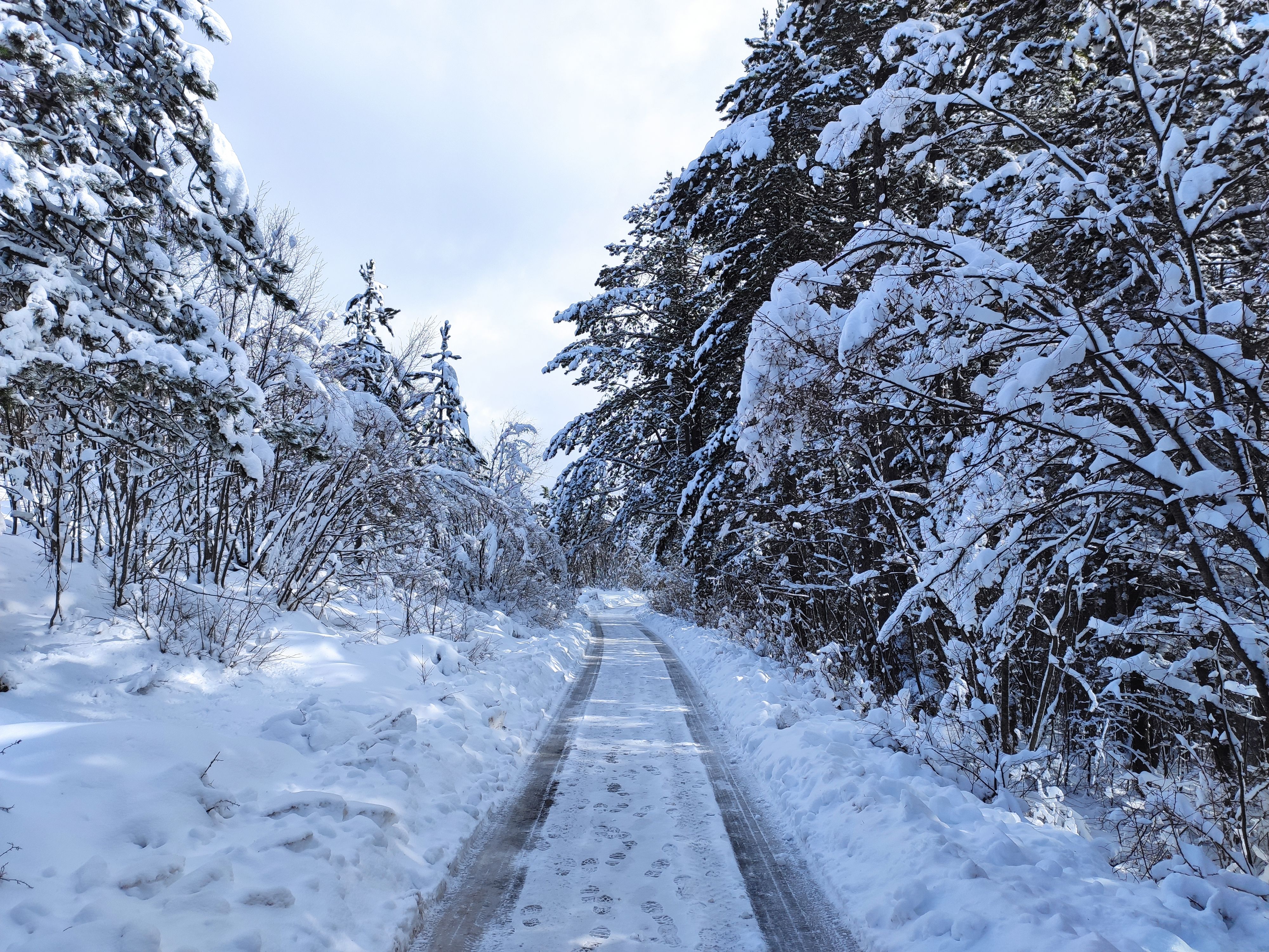 A tranquil snowy path through a fir and pine forest in winter, showcasing fresh snow and serene beauty.