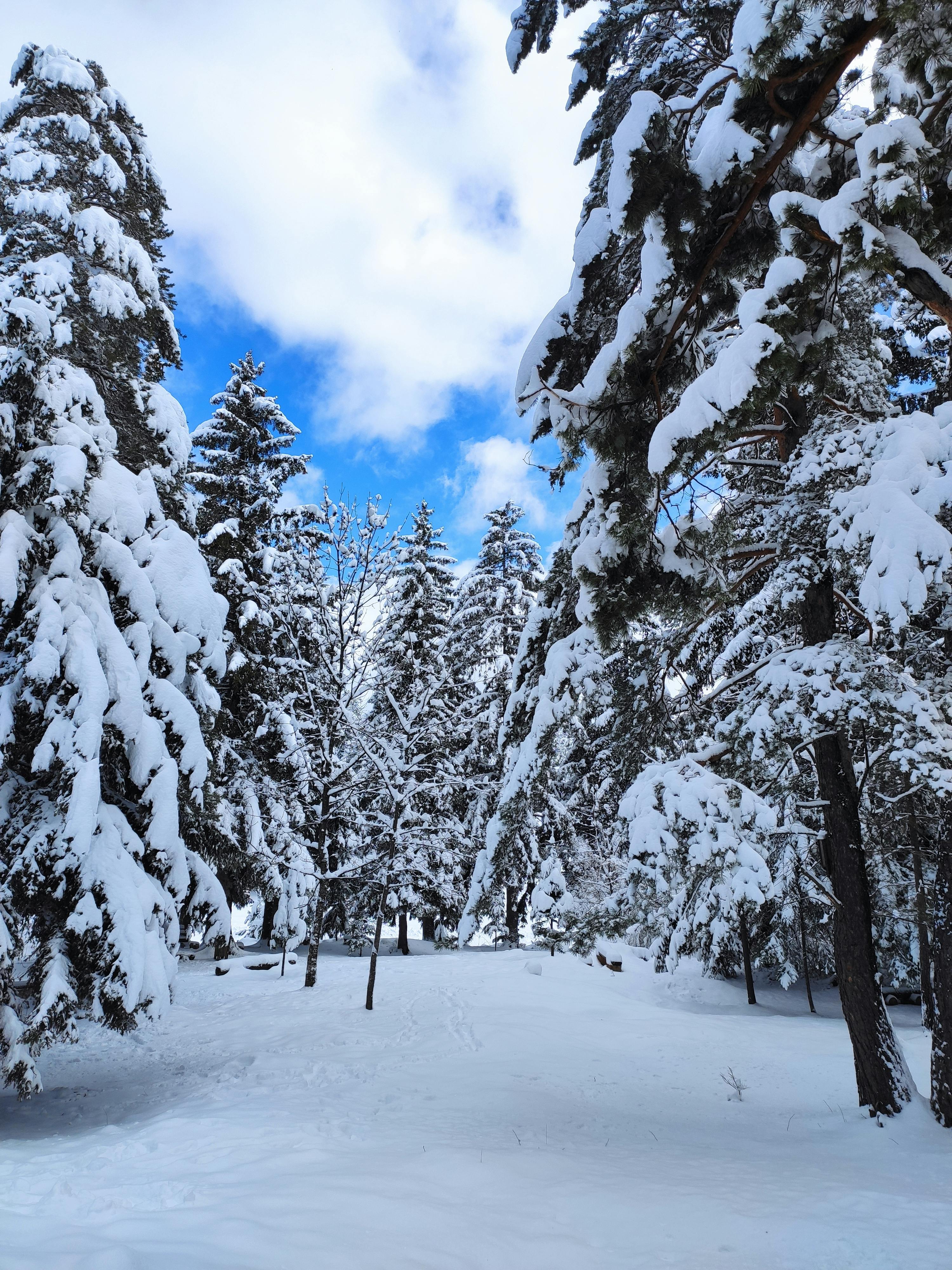 Безкоштовне Спокійна зимова сцена із засніженими соснами у тихому лісі. стокове фото
