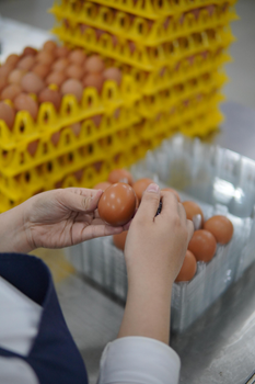 Jumbo Grade A Brown Farm-fresh Eggs — kidney-friendly food