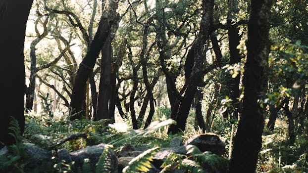 Explore the tranquil beauty of Monchique's forest in Portugal, captured in the gentle morning light.
