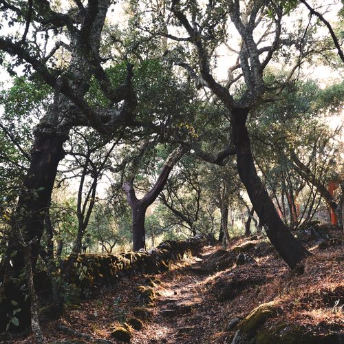 Free Explore the tranquil forest pathways of Monchique, Portugal, bathed in morning light. Stock Photo