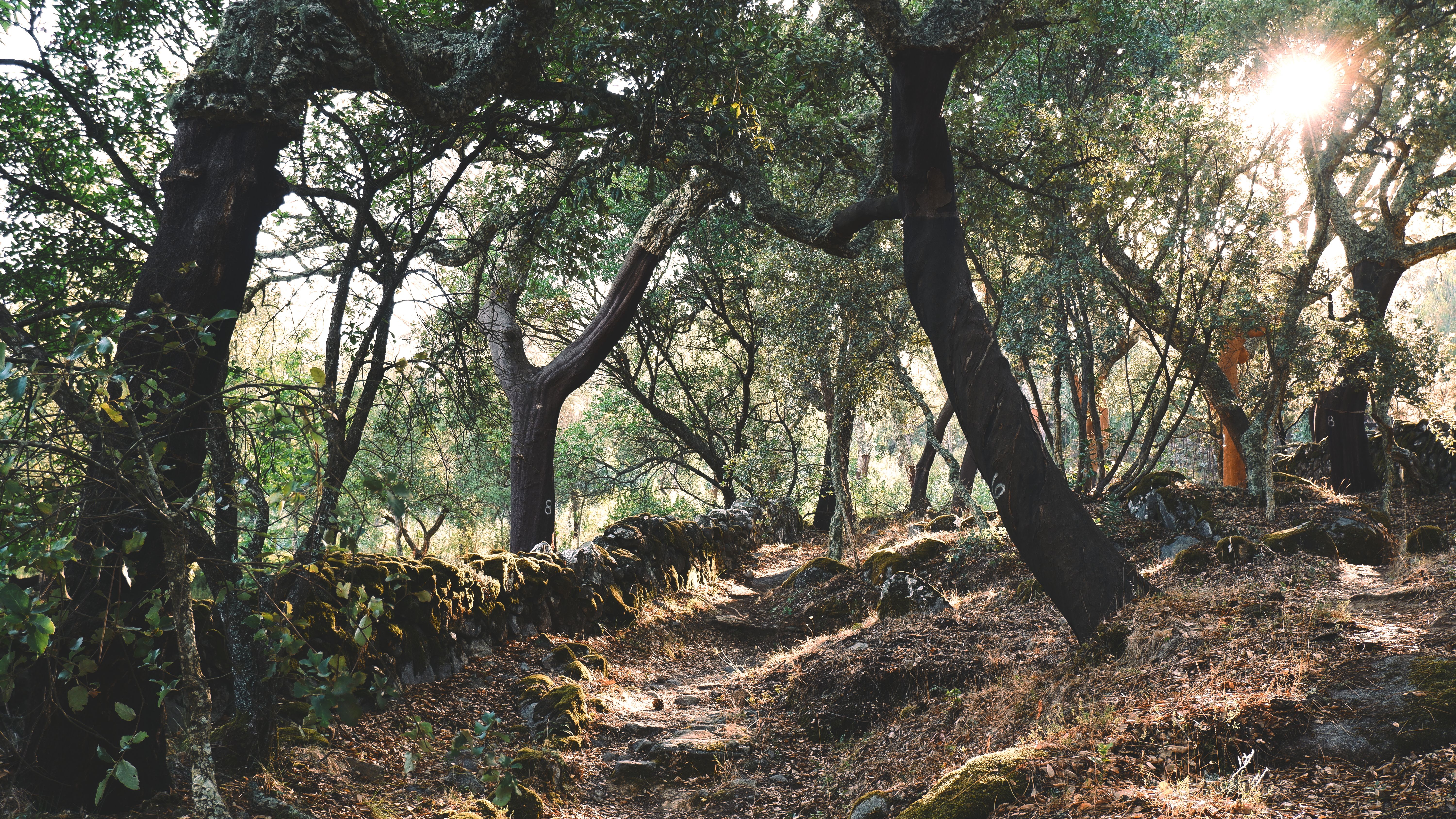 Dappled sunlight filtering through twisted cork oak trees in Alentejo cork forests during golden morning hours