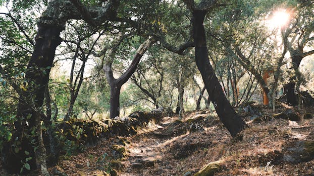 A tranquil morning view of a sunlit forest path surrounded by oak trees in Monchique, Portugal.