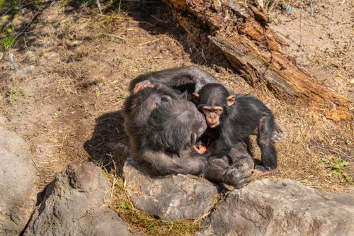 Free A group of chimpanzees interacting in a naturalistic habitat, captured in Valencia's zoo. Stock Photo