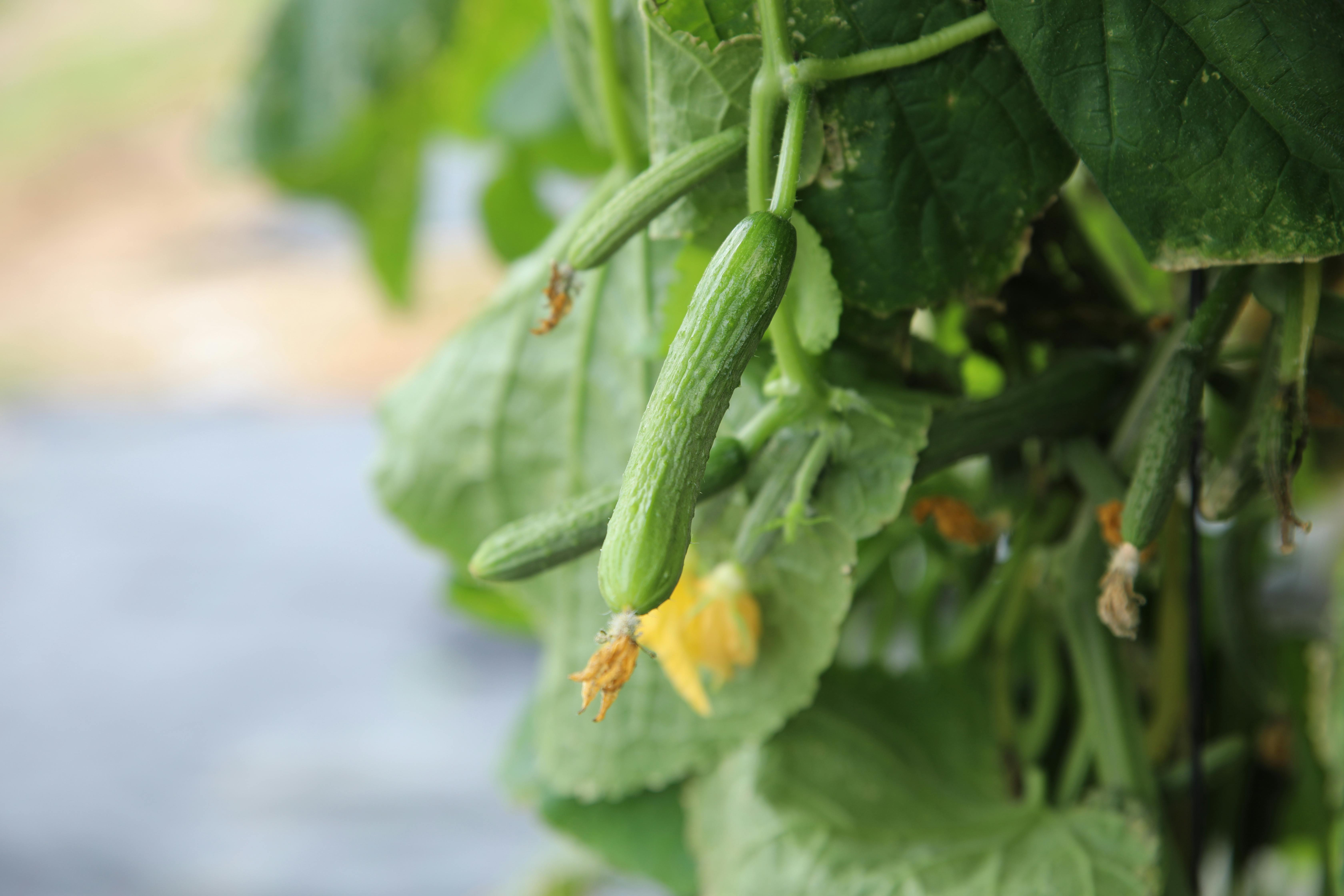 Gardening Experts Share Fast-Growing Fruit Trees Worth Planting — Photo by dp singh Bhullar on Pexels