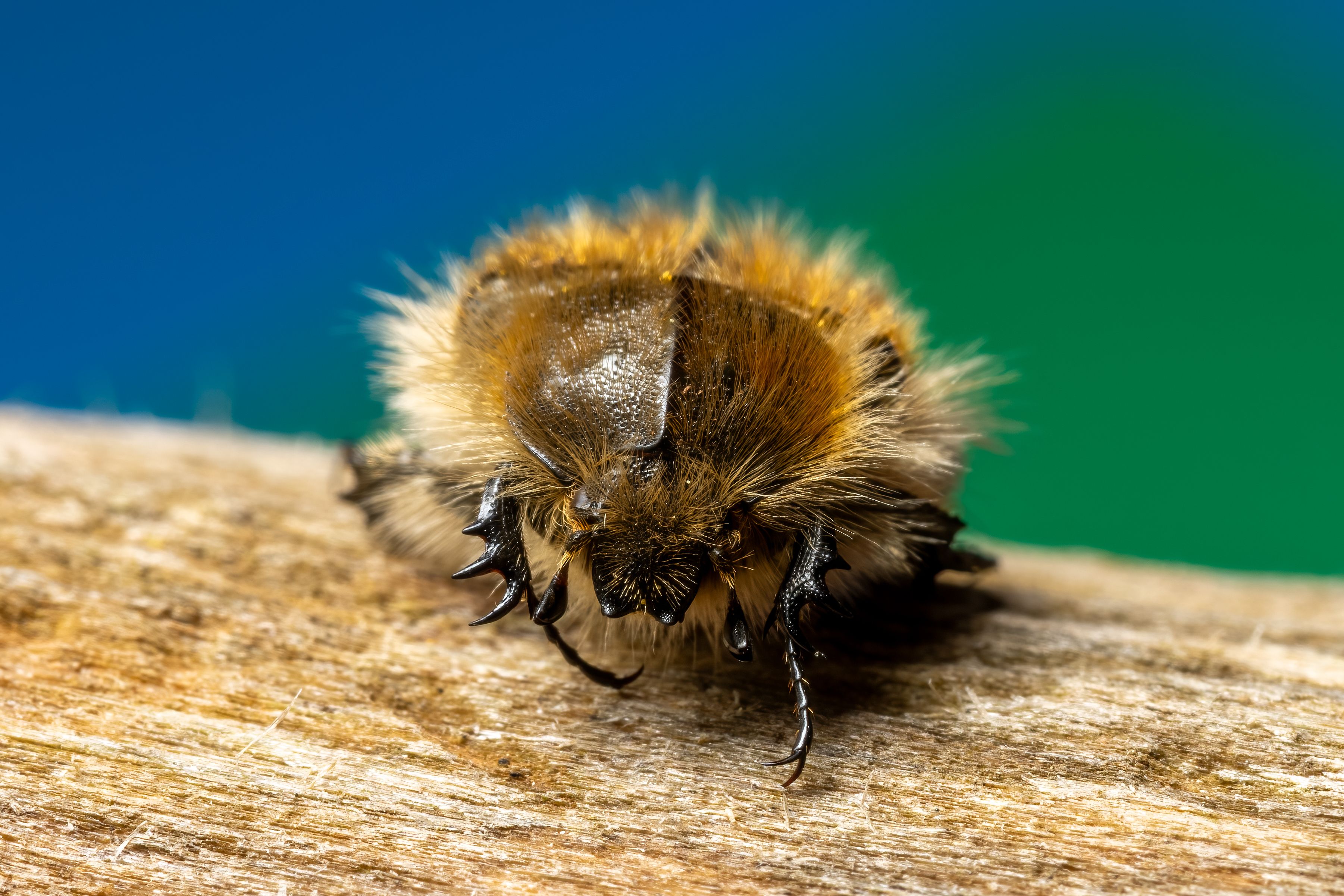 Carpet Beetle Inspection in Dunwoody, Georgia: What to Expect and When to Call a Pro 2 Close‑up of a carpet beetle on fabric