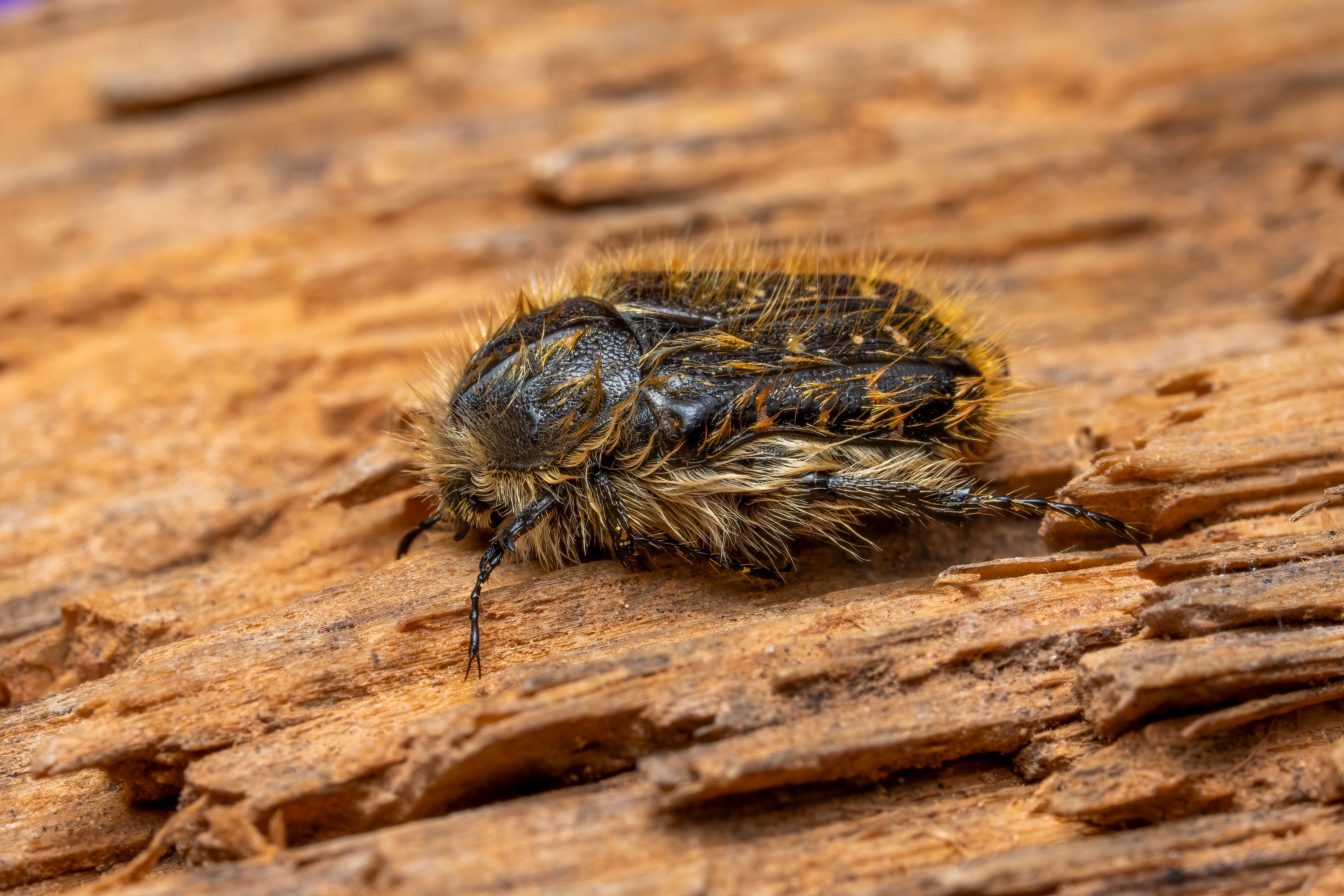 Macro Photo of Hairy Beetle on Wooden Log · Free Stock Photo