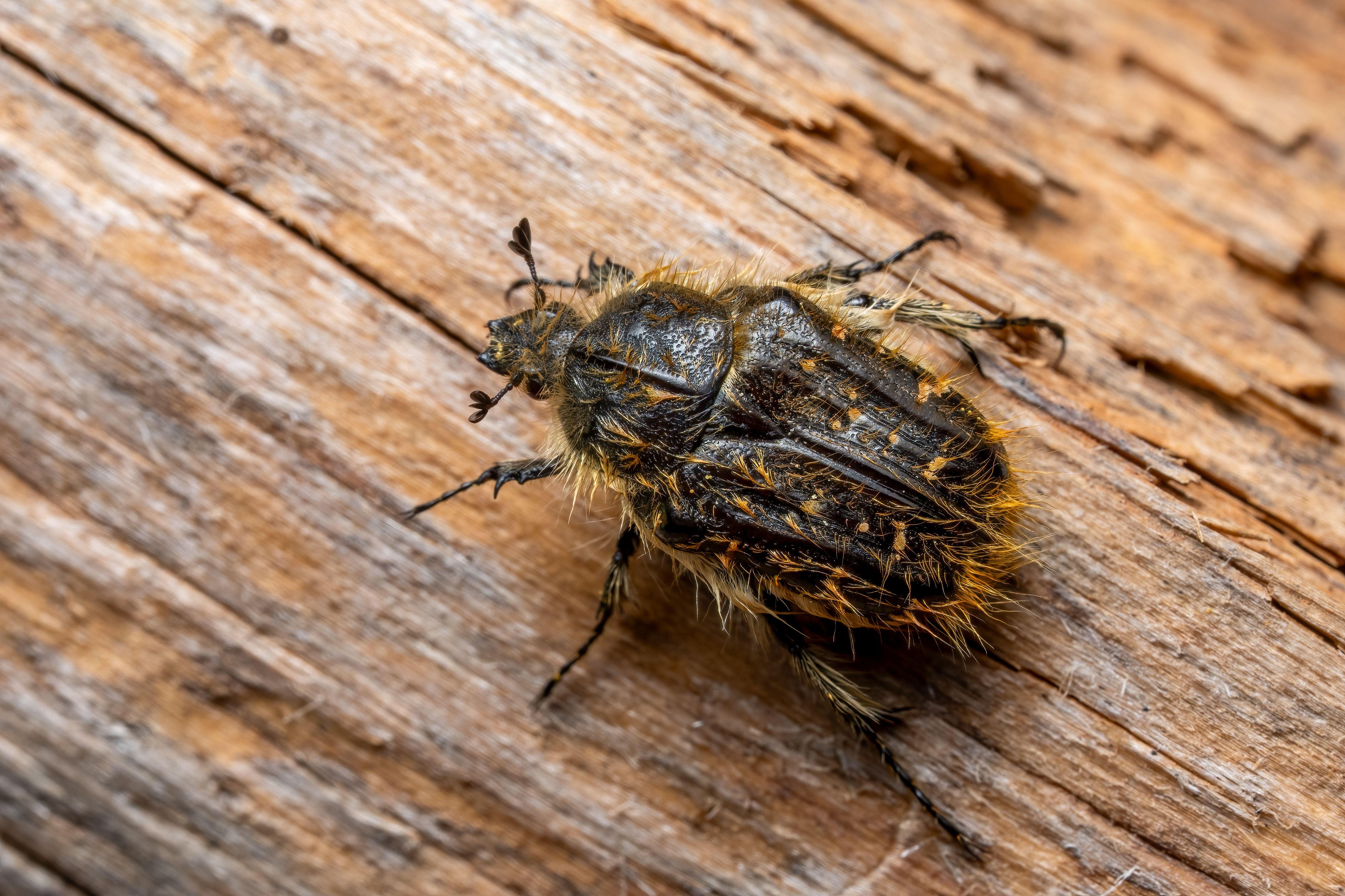 Macro Photo of a Black Beetle on Wood · Free Stock Photo