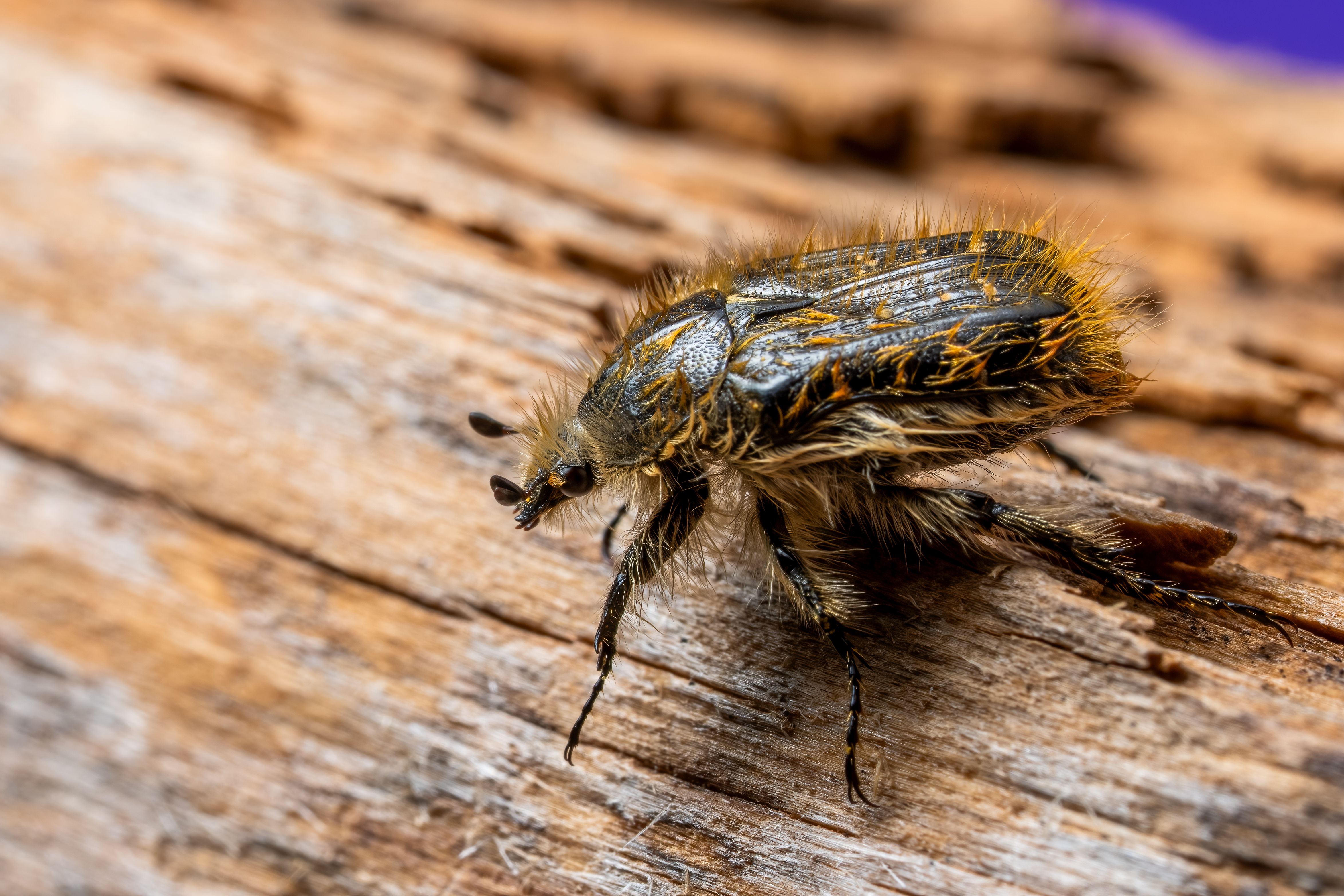 Close-up of a Hairy Beetle on Wood Log · Free Stock Photo