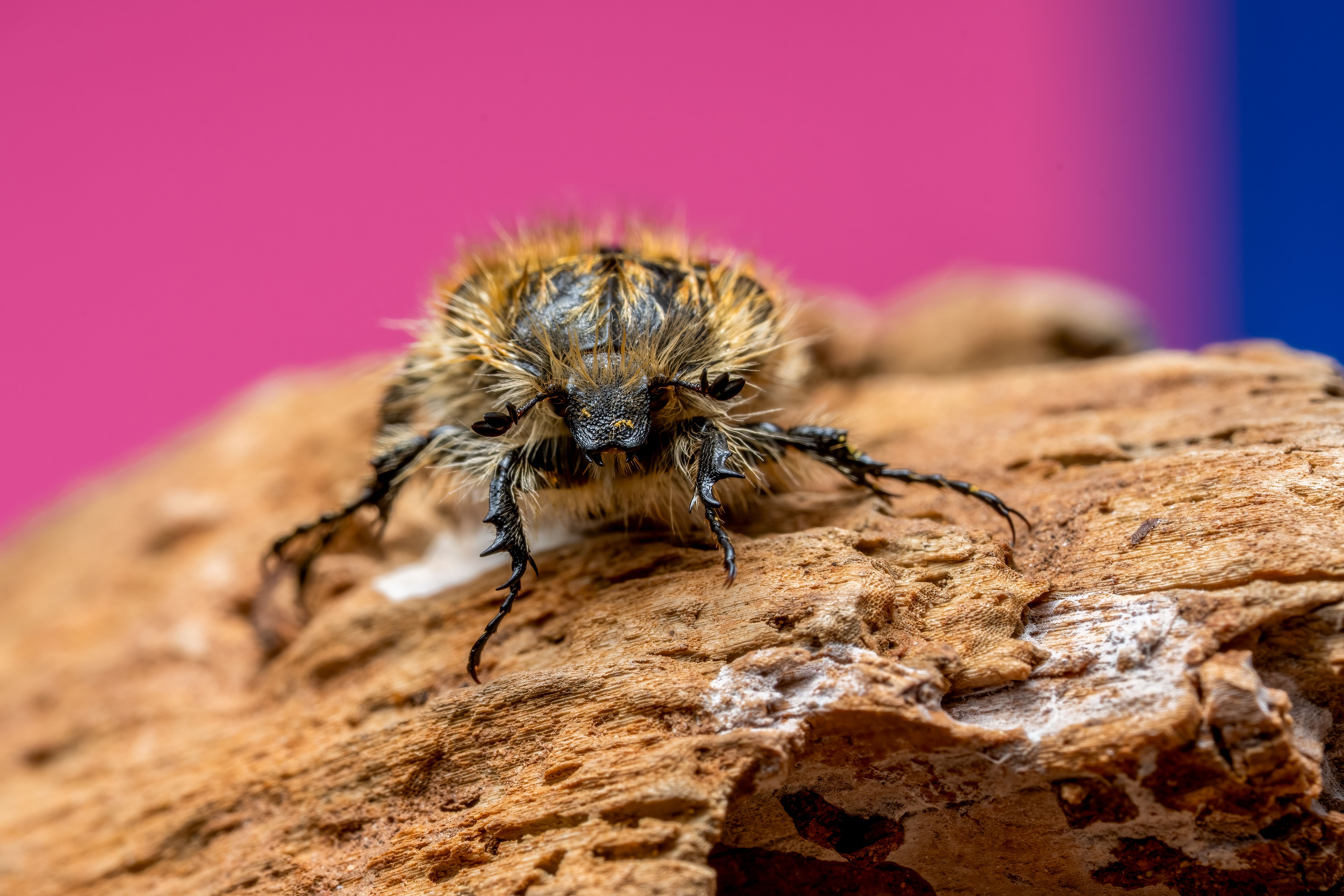 Close-up of Hairy Beetle on a Log with Colorful Background · Free Stock ...