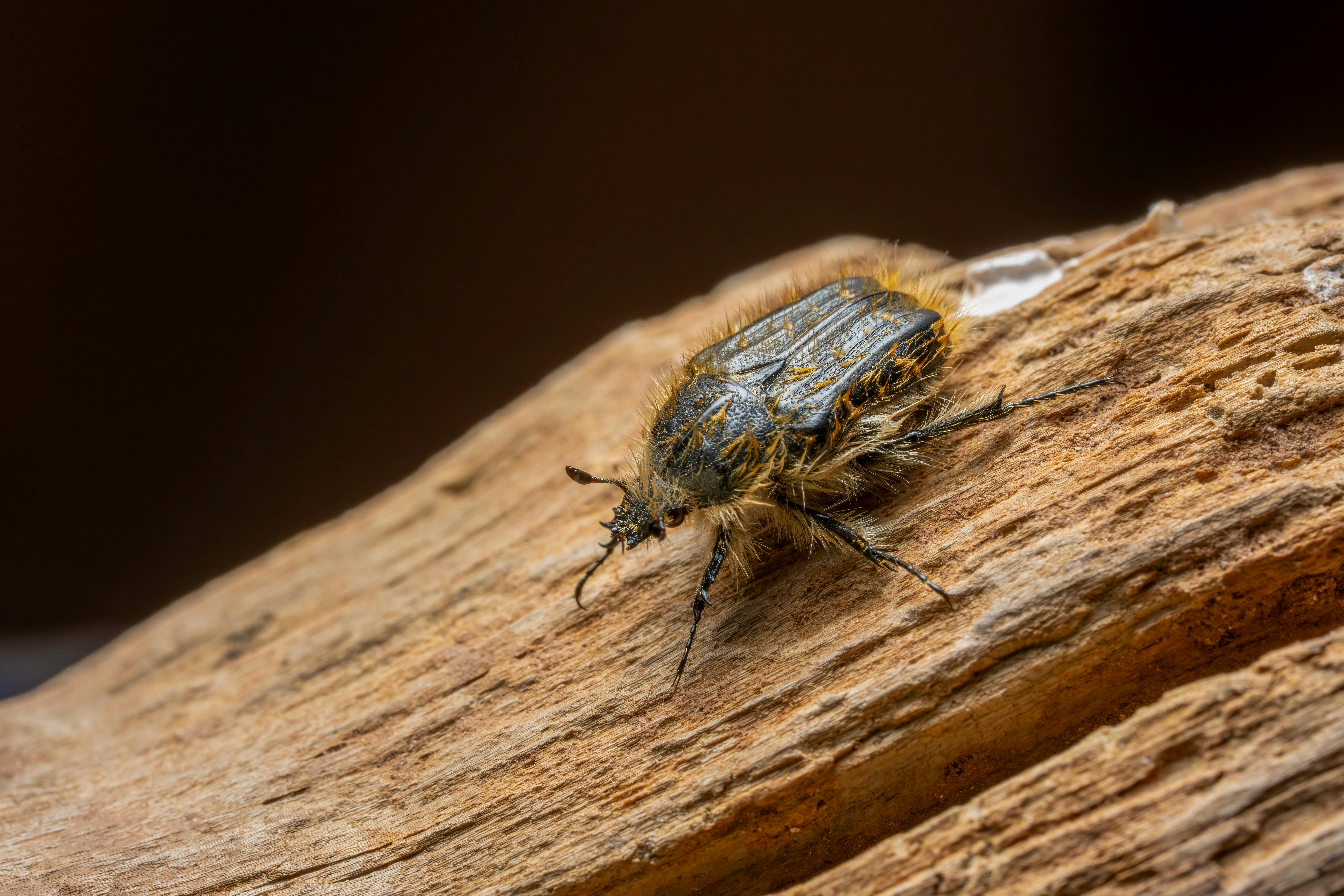 Detailed macro image of a hairy beetle on textured wood in Picassent, Spain.