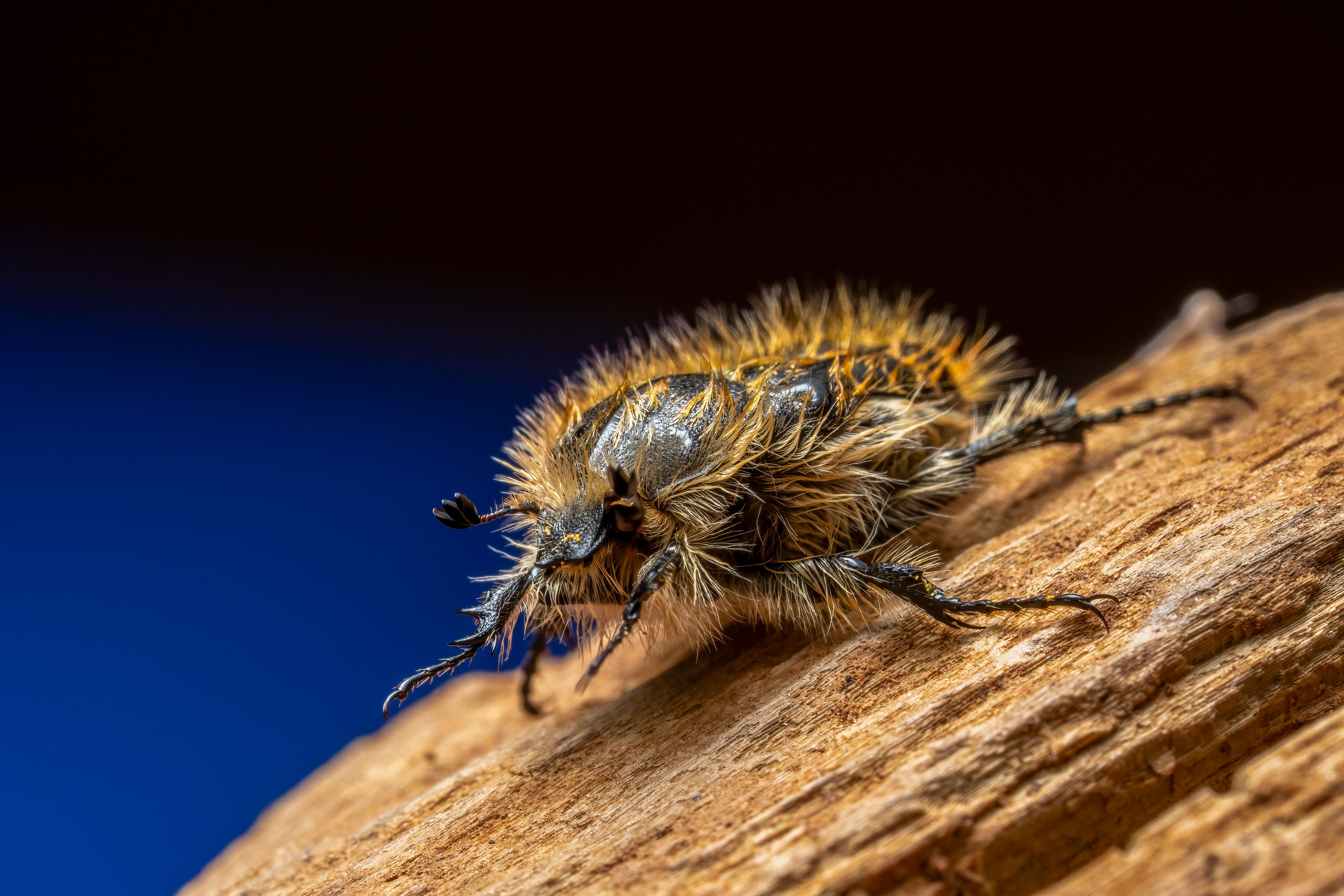 Close-up Macro Shot of Hairy Beetle on Wood · Free Stock Photo