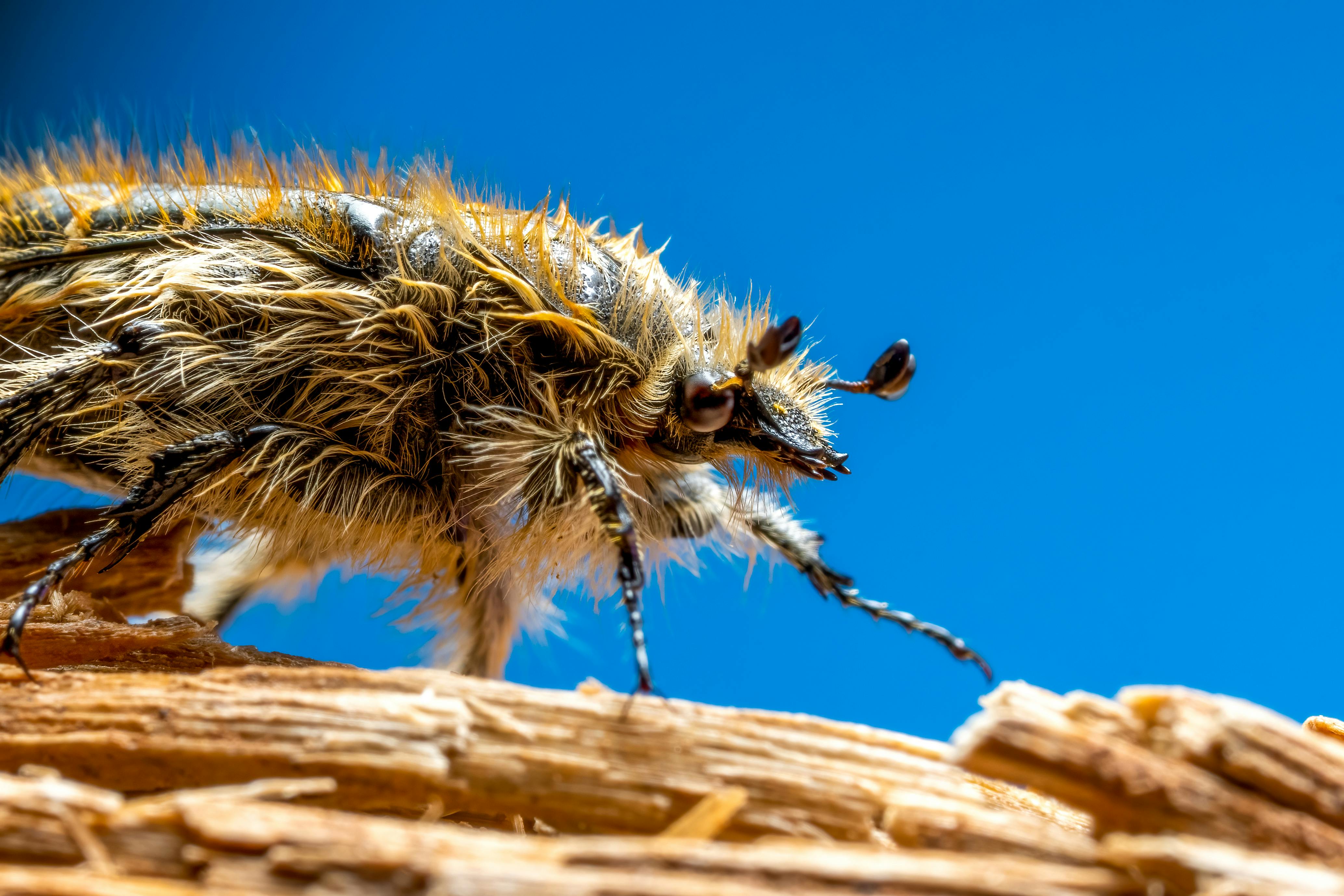 Is your bug spray pet-safe? Here’s how to keep your home bug-free and your pets healthy — Photo by Rafael Minguet Delgado on 