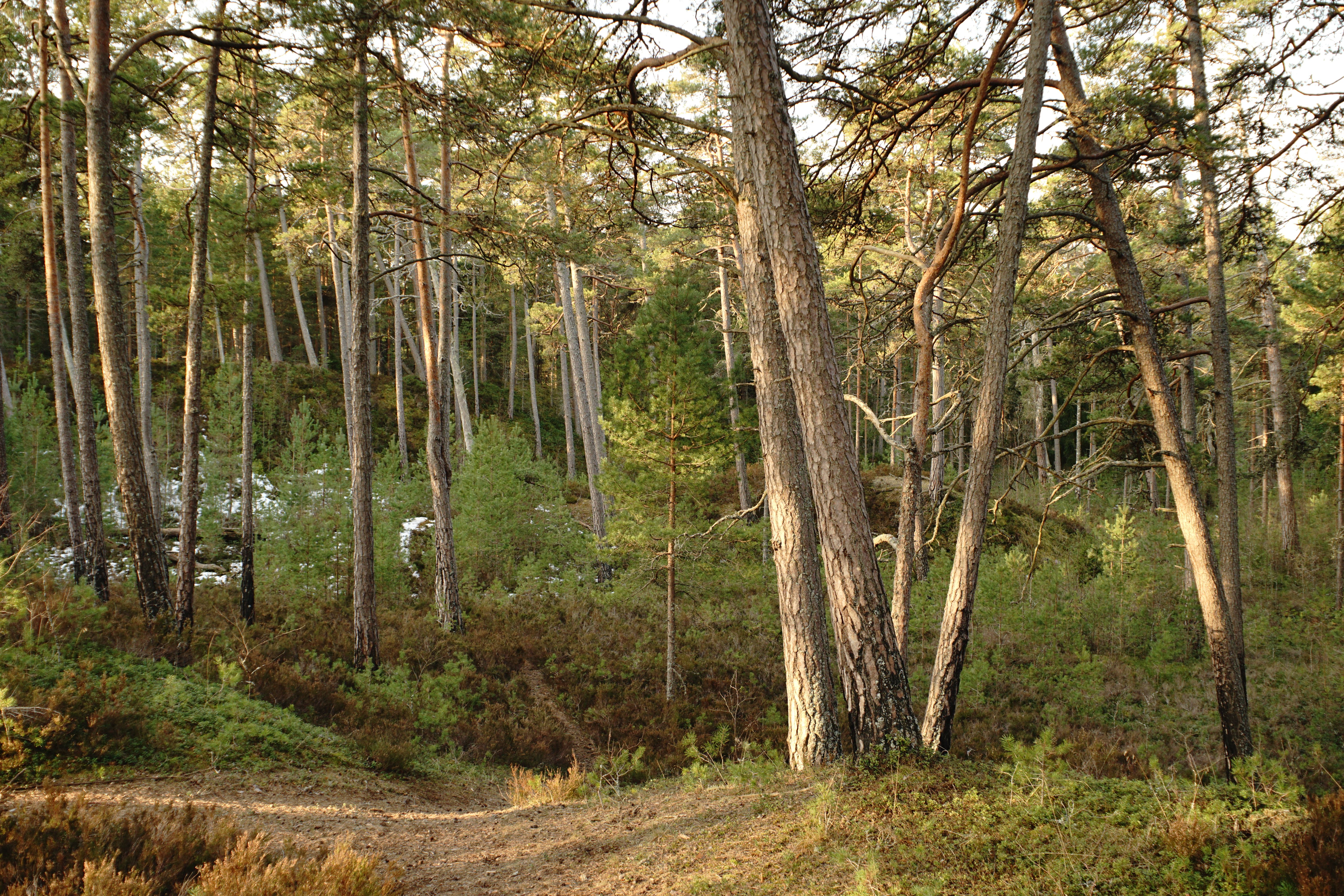 Vue paisible d'une pinède ensoleillée, révélant la beauté brute de la nature.