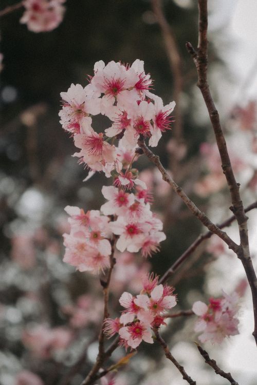 Free Delicate pink cherry blossoms in full bloom captured in São Paulo, Brazil. Stock Photo