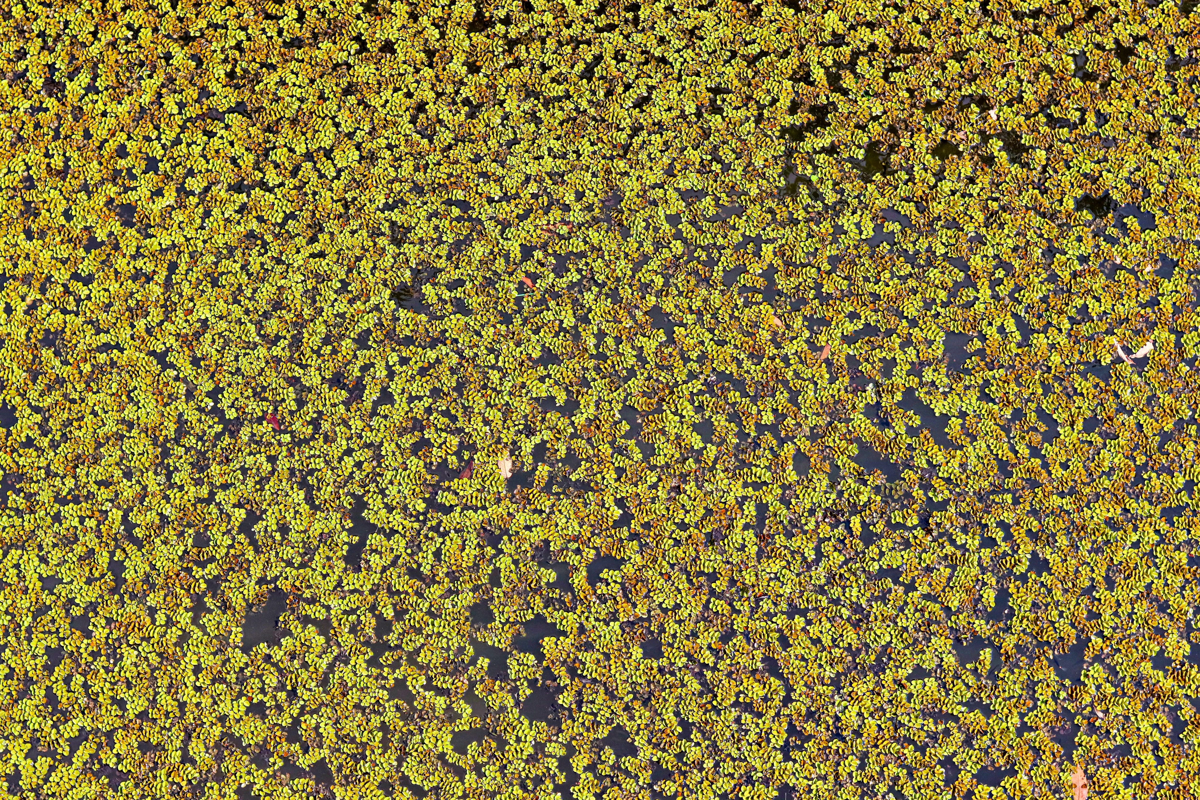 Lemna Minor Plant Profile