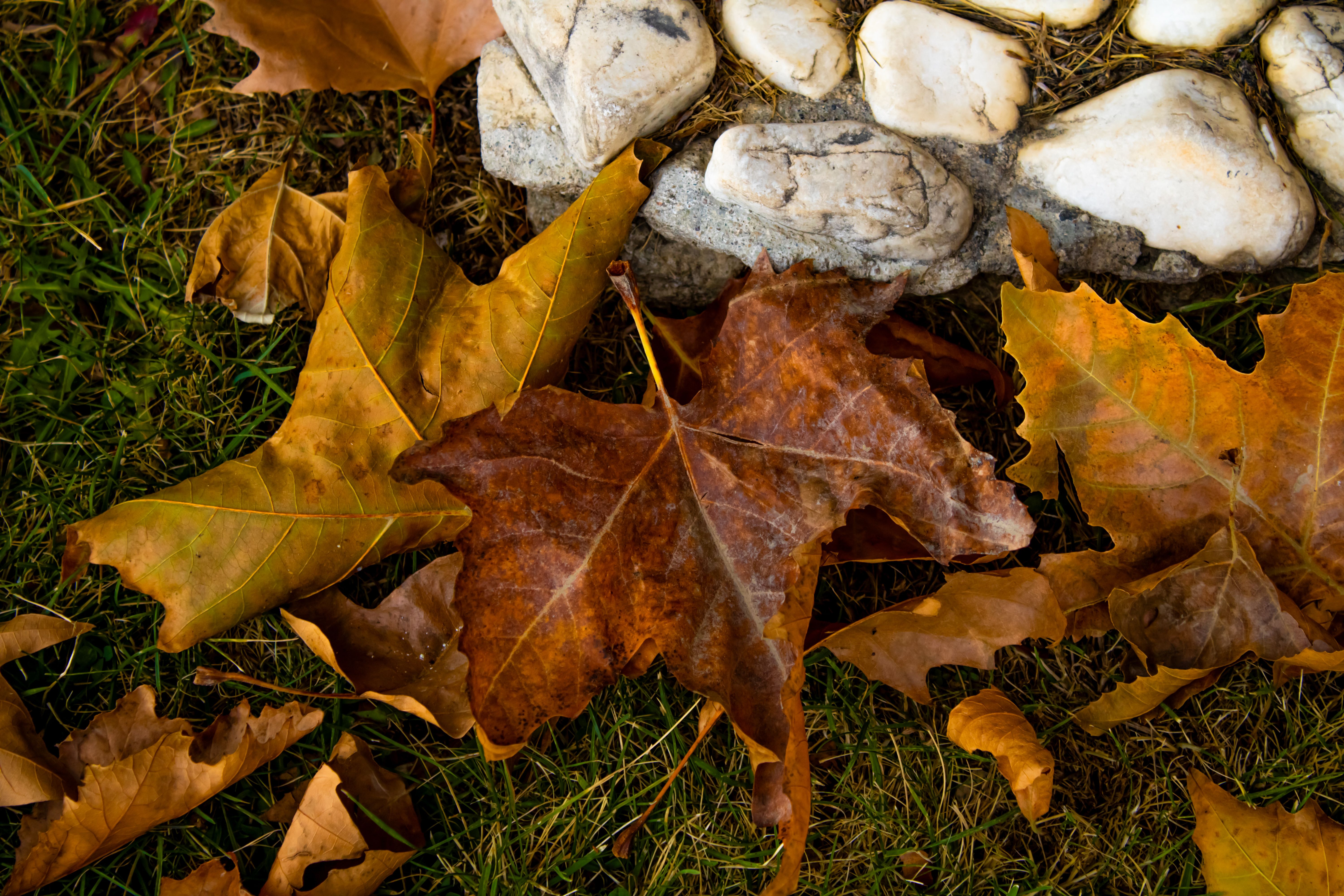 Vibrant autumn leaves scattered on the grass beside a stone border, showcasing fall colors.. pexels, vibrant, autumn