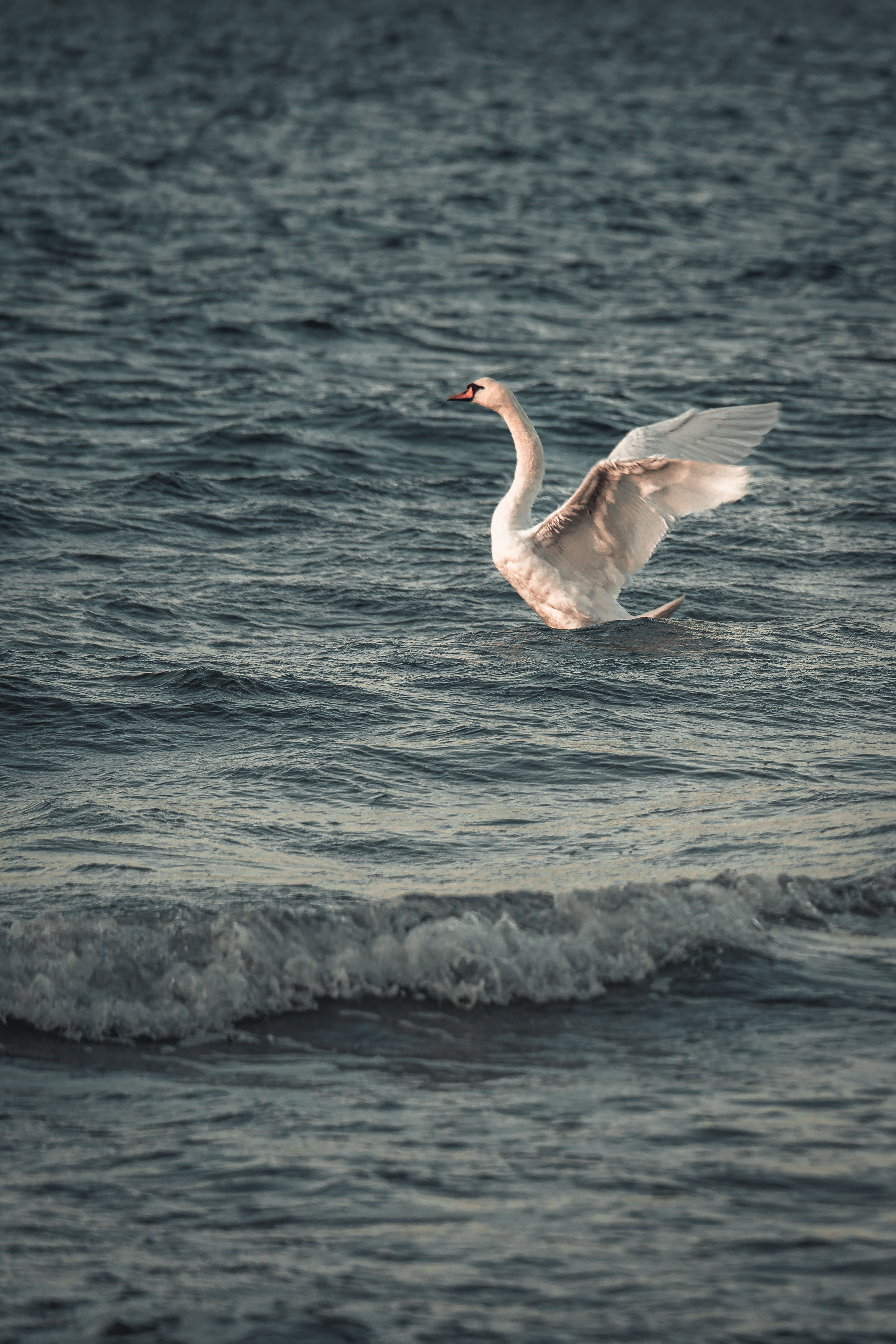 Swan Gliding Over Baltic Sea Waves in Rostock · Free Stock Photo