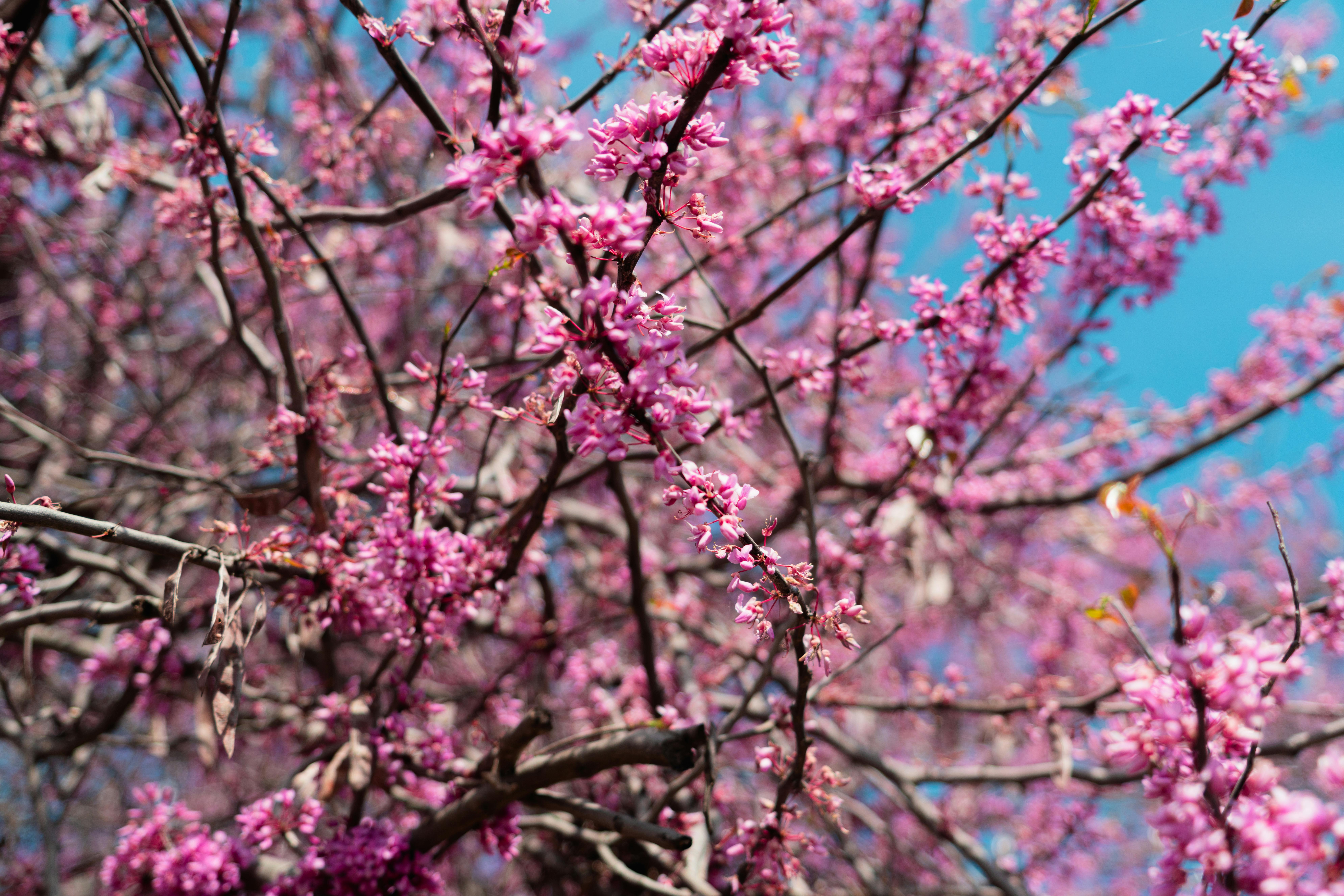 Безкоштовне Крупний план рожевих квітів на дереві з блакитним небом, що нагадує весняну яскравість. стокове фото