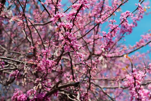 Free Close-up of pink blossoms on a tree with blue sky, evoking springtime vibrancy. Stock Photo