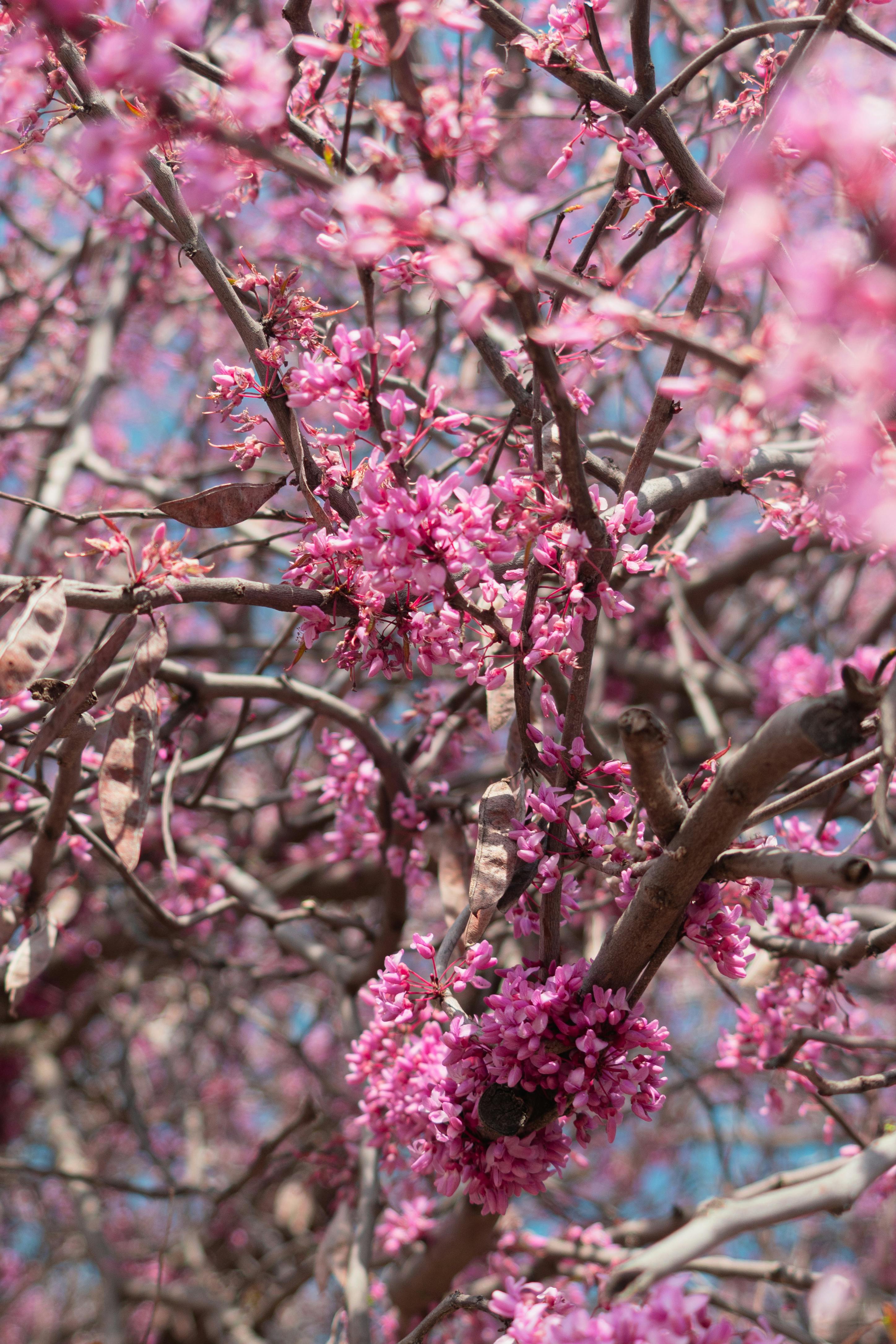 ฟรี ภาพระยะใกล้ของดอกไม้สีชมพูสดใสที่บานสะพรั่งบนกิ่งไม้ในช่วงฤดูใบไม้ผลิ แสดงให้เห็นถึงความงดงามของธรรมชาติ คลังภาพถ่าย