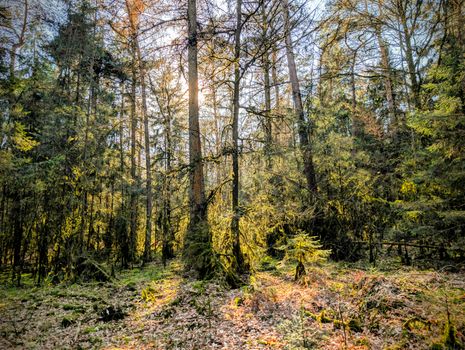 A vibrant sunlit forest scene capturing tall trees and lush greenery under a clear sky.