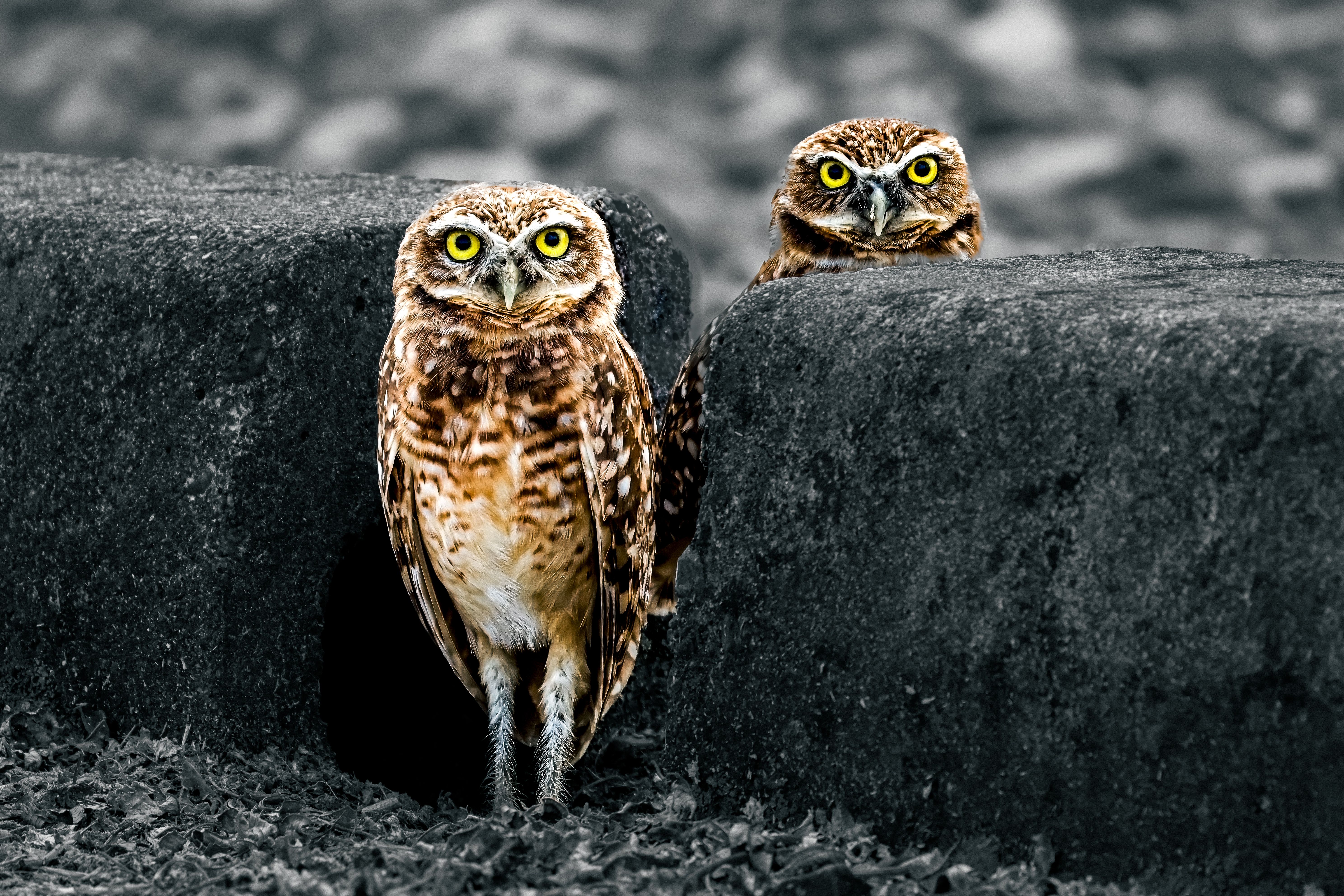 Vivid shot of two alert burrowing owls with striking yellow eyes perched on a block.