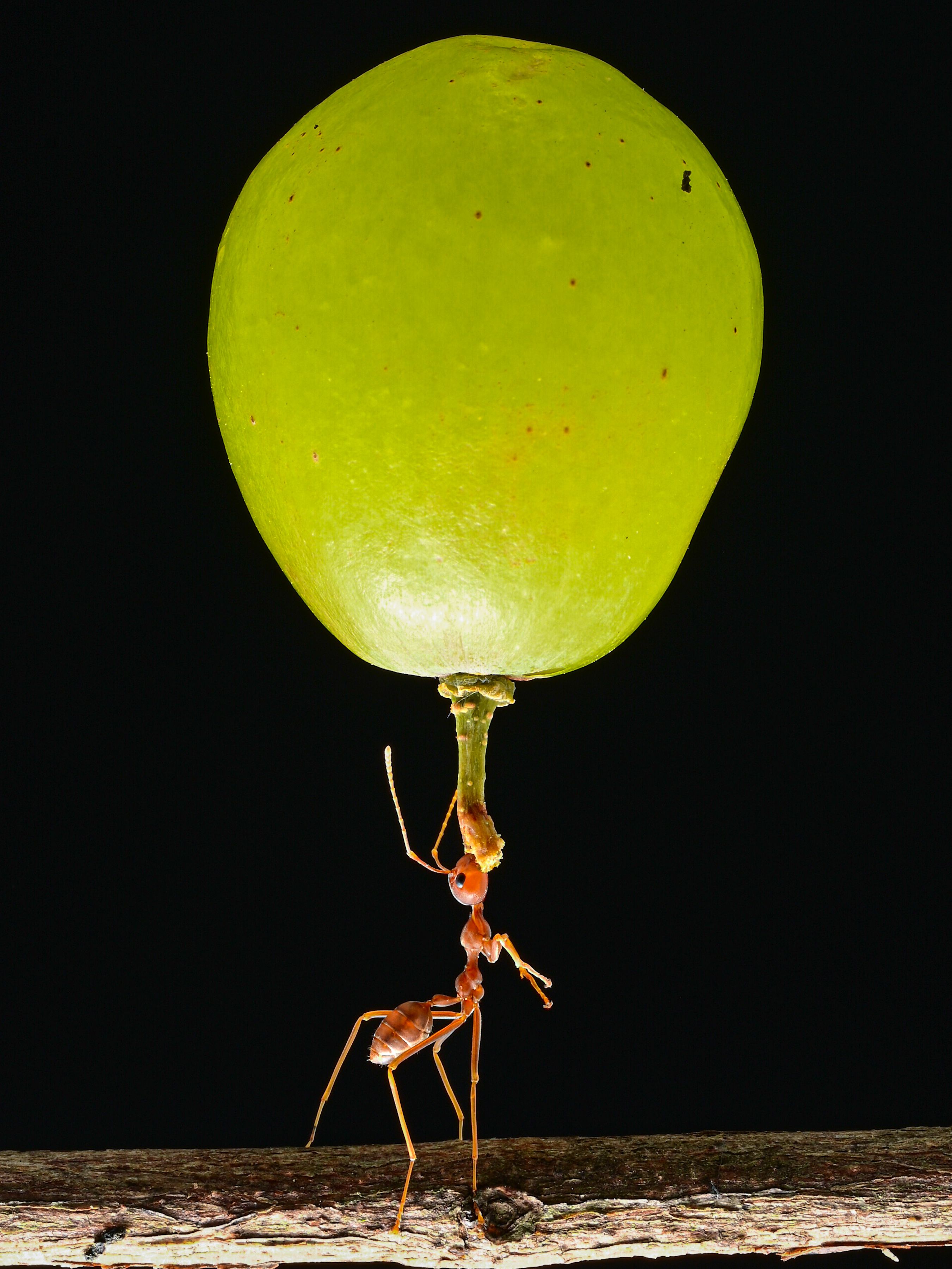 世界最強といわれる代表的な生物