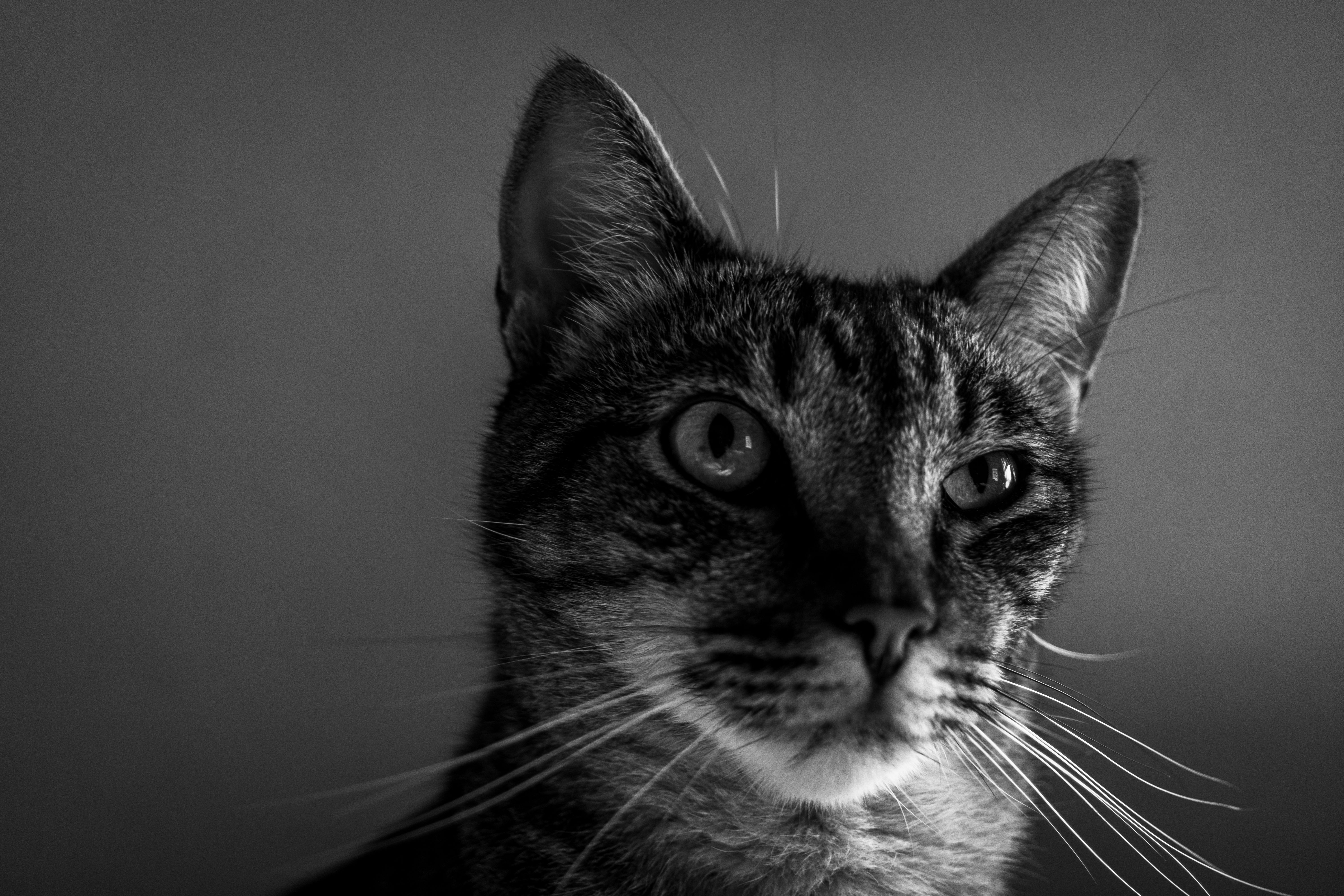 Veterinary care for a cat