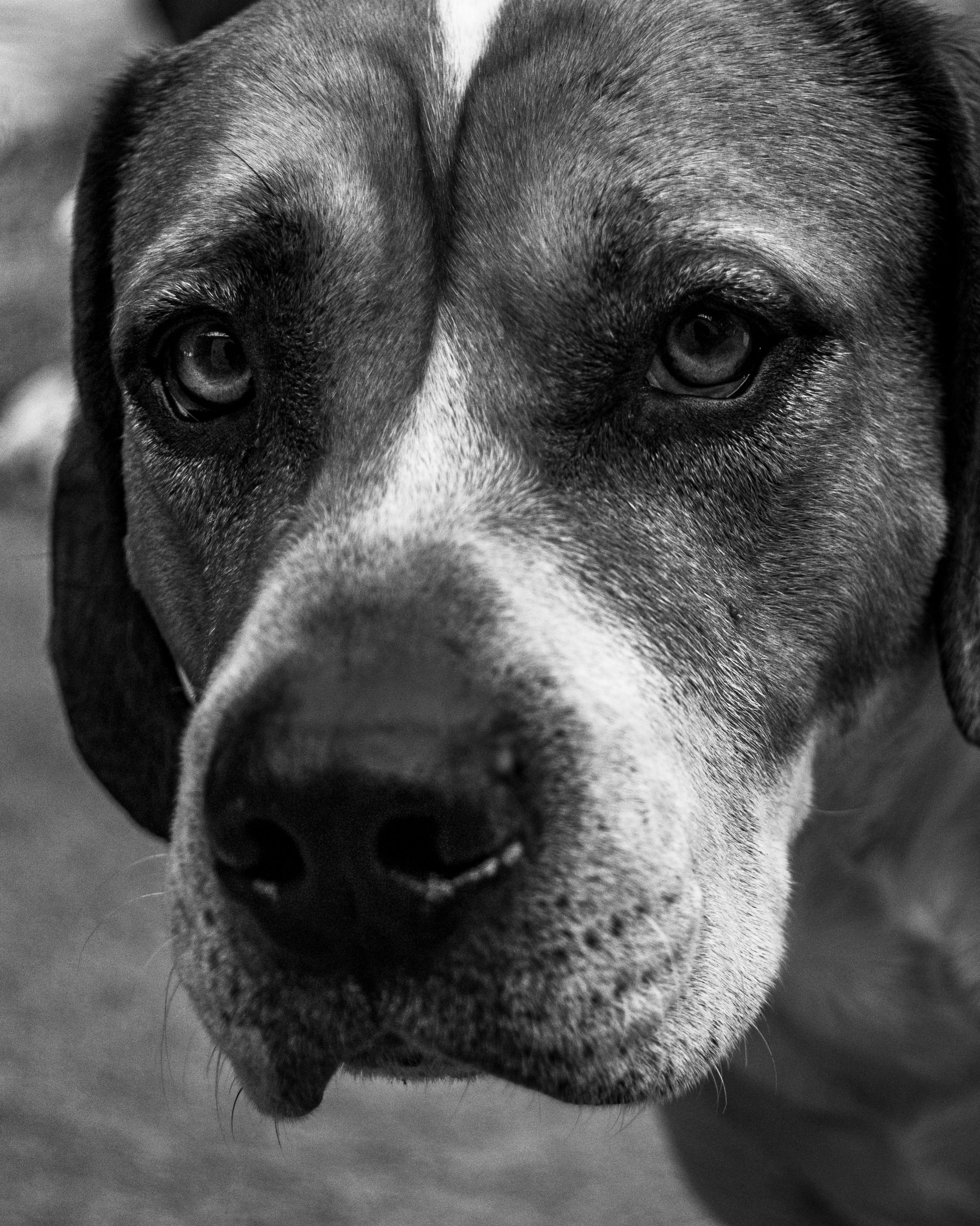 Close-up Black and White Portrait of a Dog · Free Stock Photo