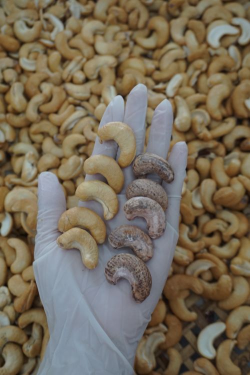 Free A gloved hand holds cashew nuts against a background of scattered nuts. Stock Photo