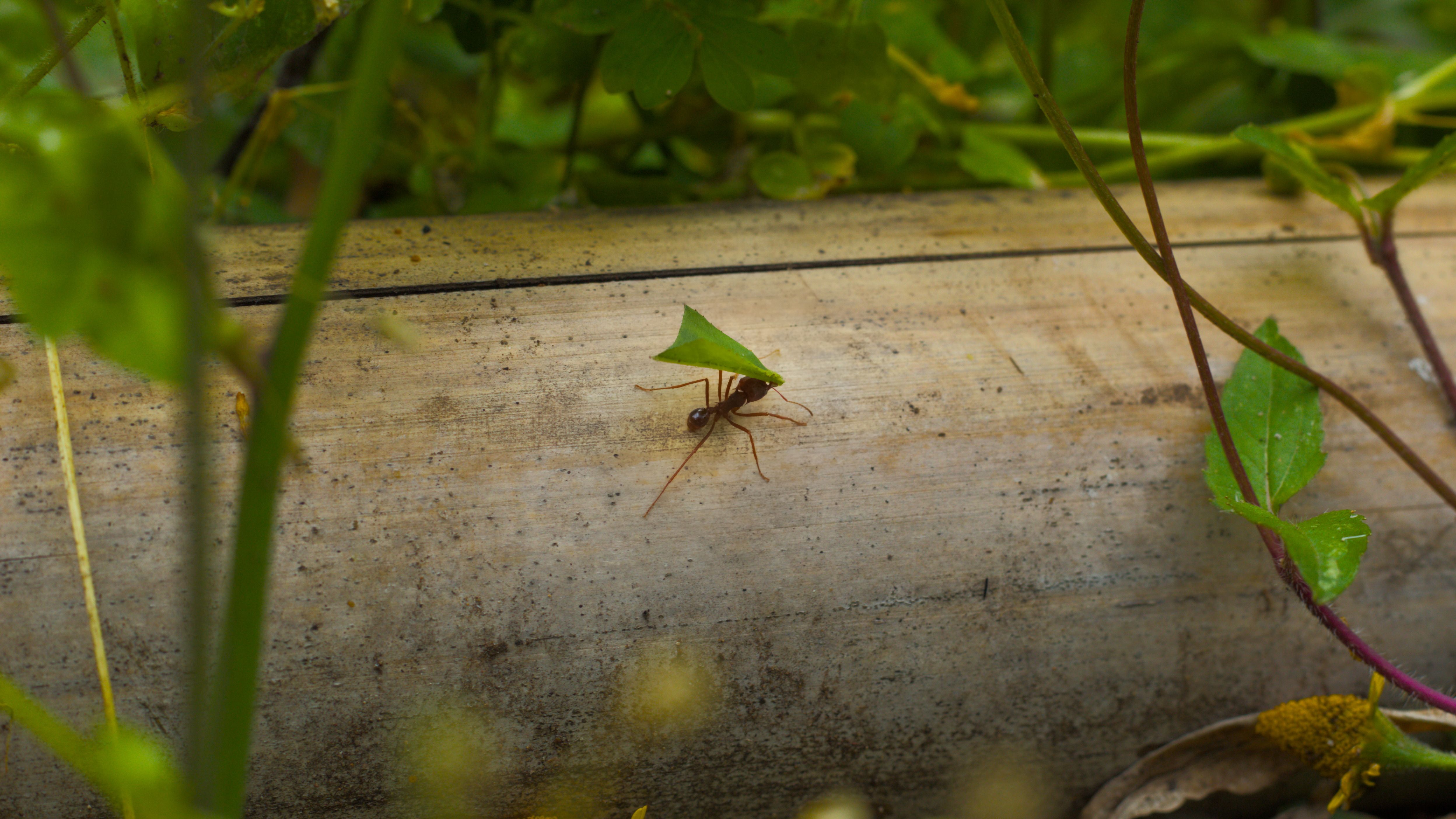 A solitary leafcutter ant carrying a green leaf on a wooden branch in nature.
