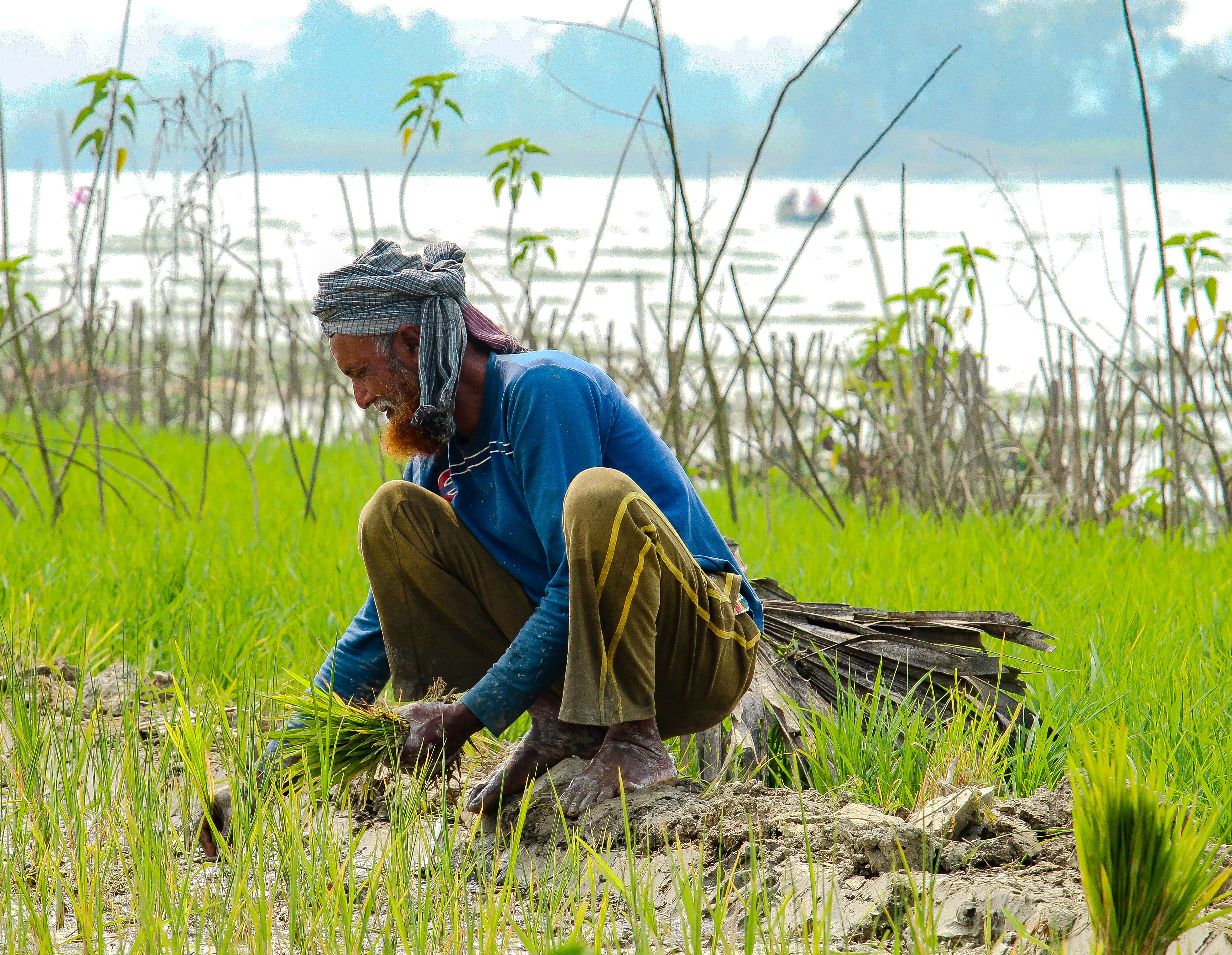 A farmer skillfully tends to rice crops in a vibrant green field by a lakeside, showcasing traditional agriculture.