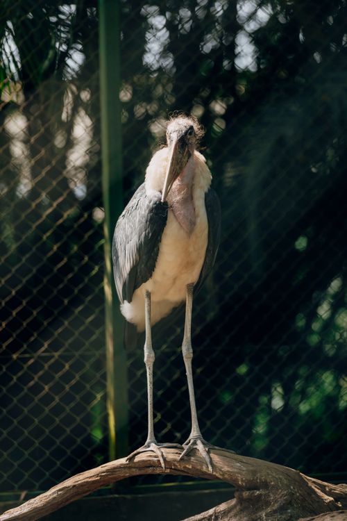 Free A marabou stork standing gracefully in a zoo enclosure under sunlight. Stock Photo